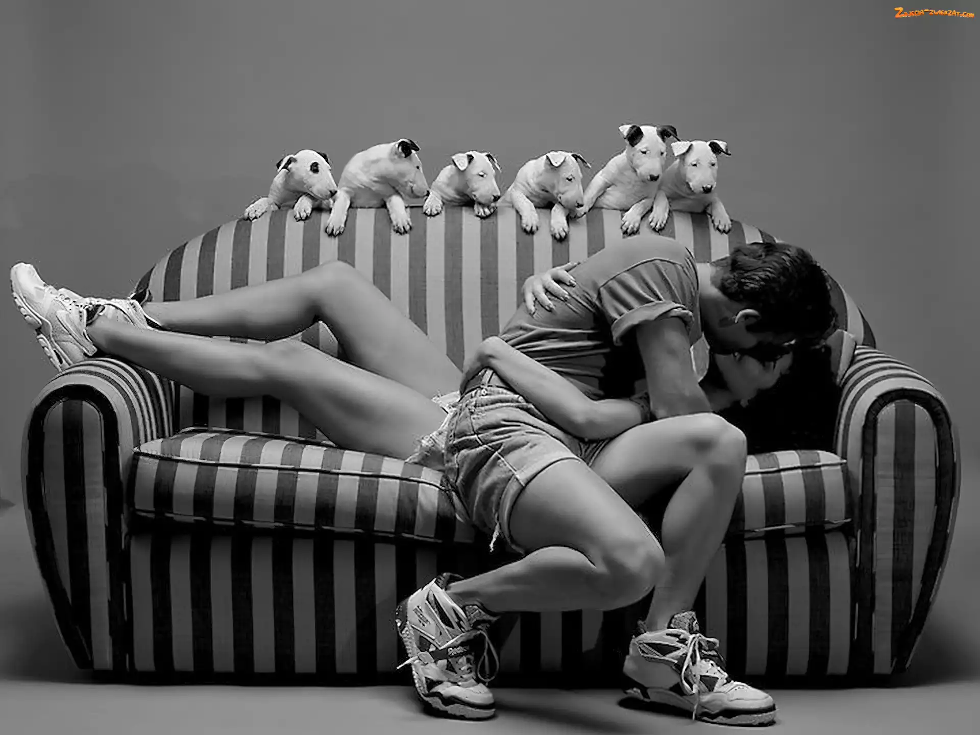 Sofa, Zakochani, Psy