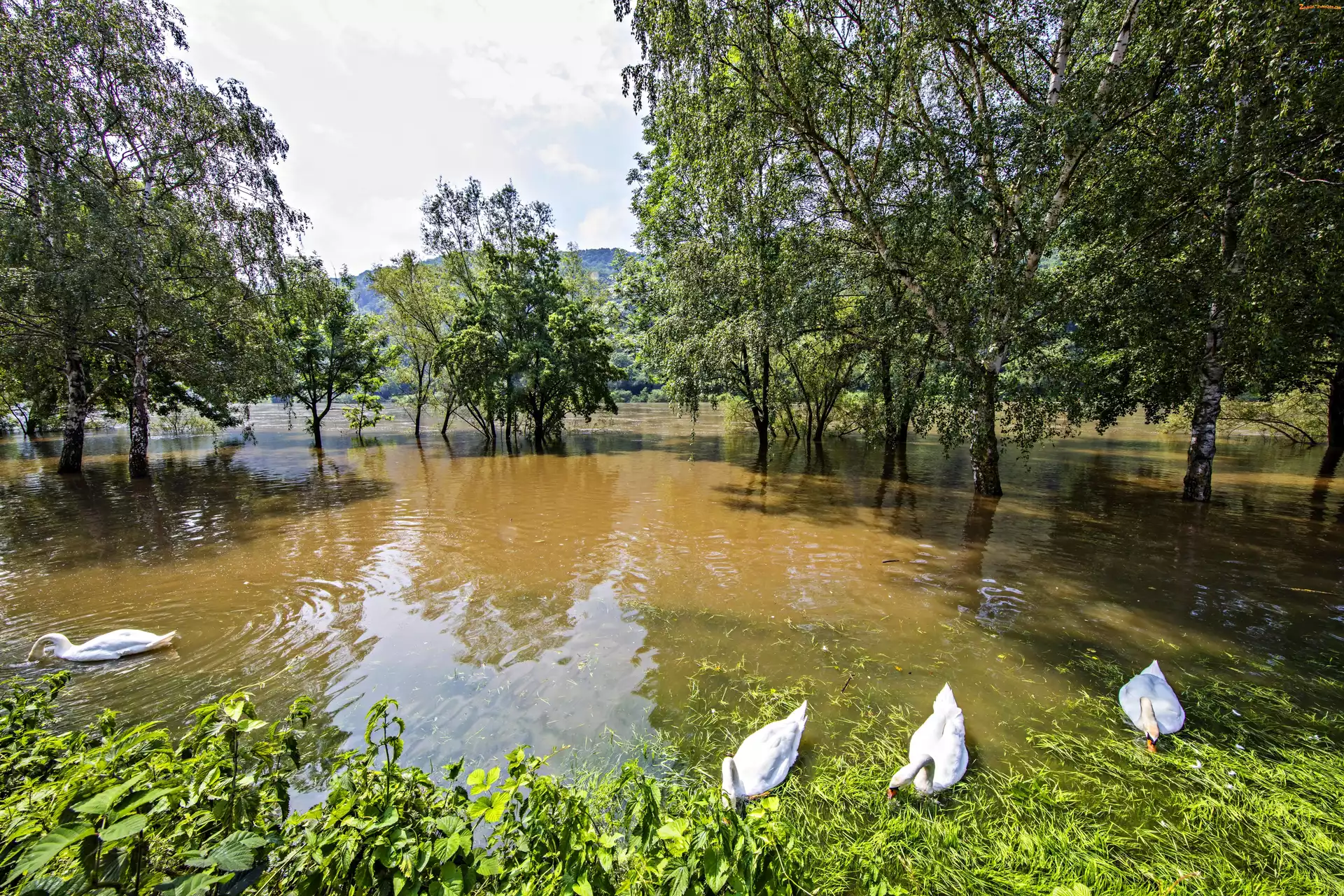 Zalane, Łabędzie, Rzeka, Drzewa