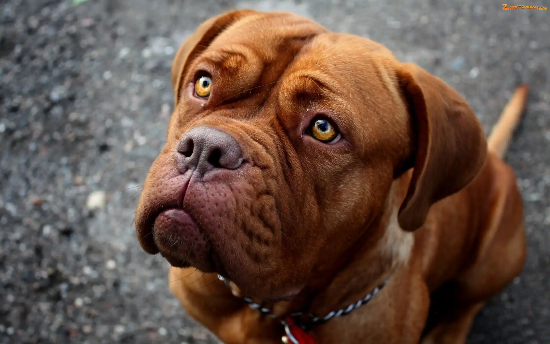 Zapatrzony, Dog