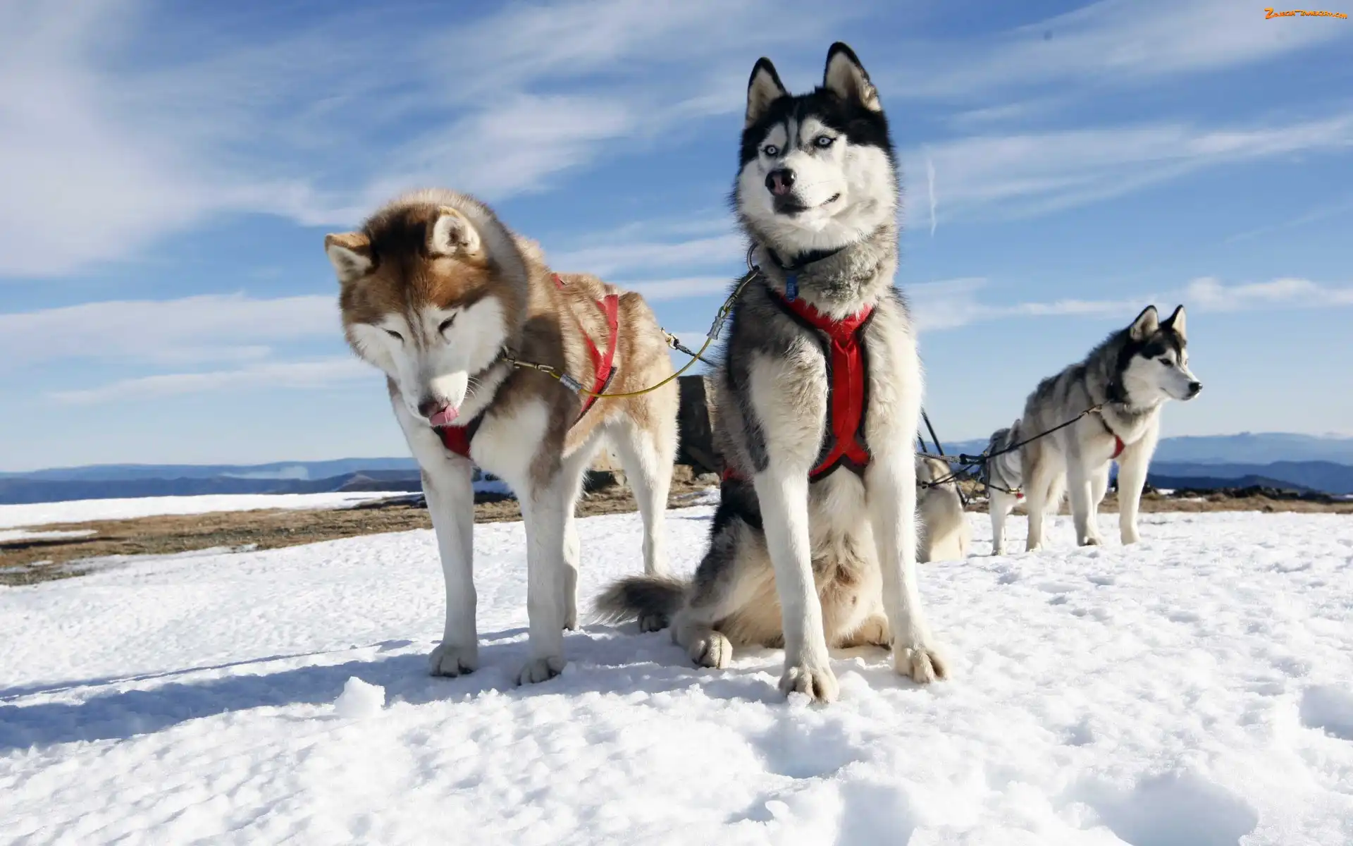 Zaprzeg, Psy, Zima, Góry, Husky, Sanie