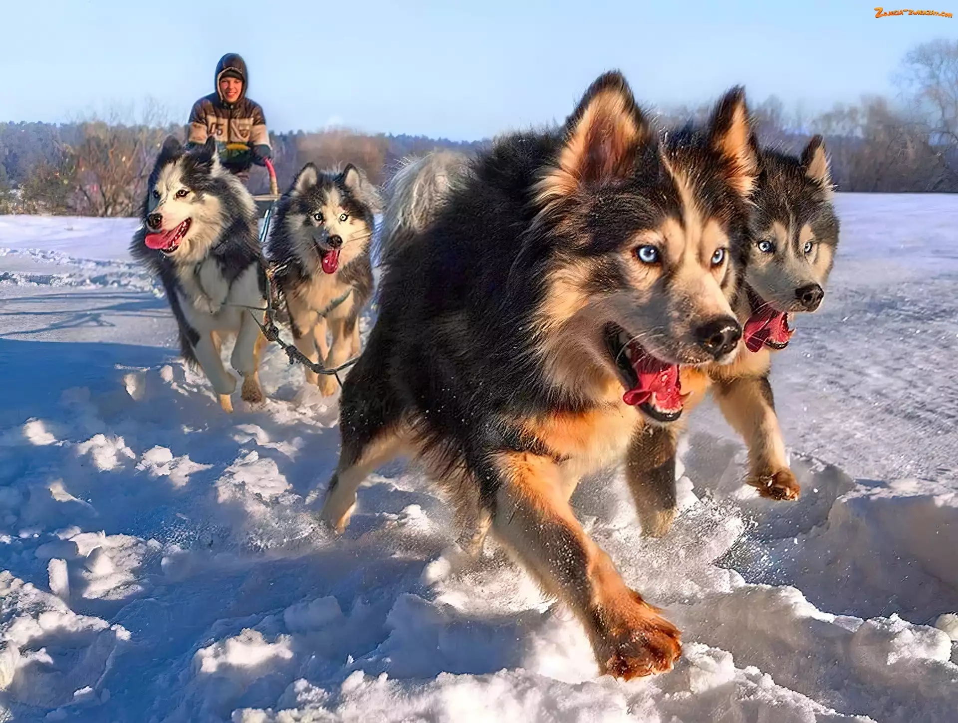 Zaprzęg, Psy, Siberian Husky