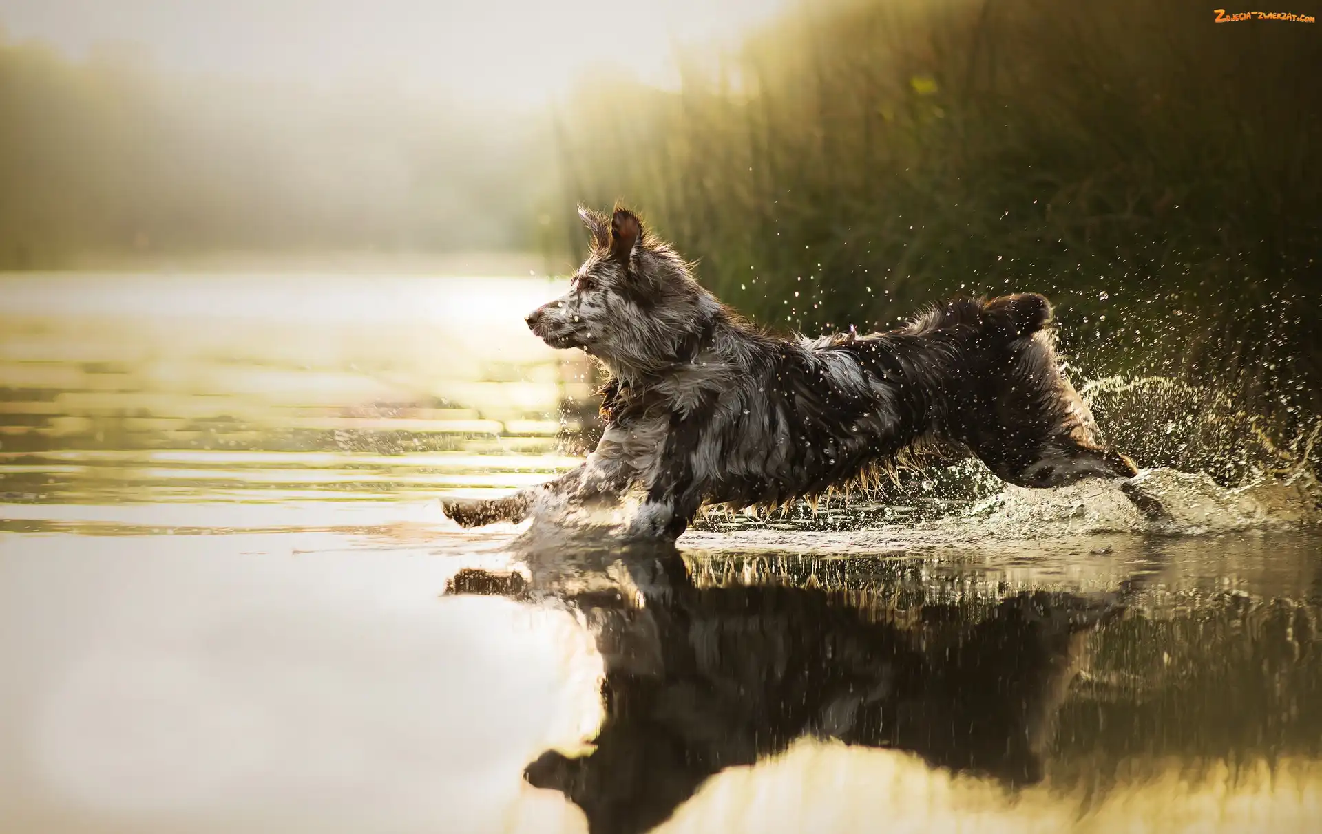 Zarośla, Woda, Pies, Biegnący, Border collie