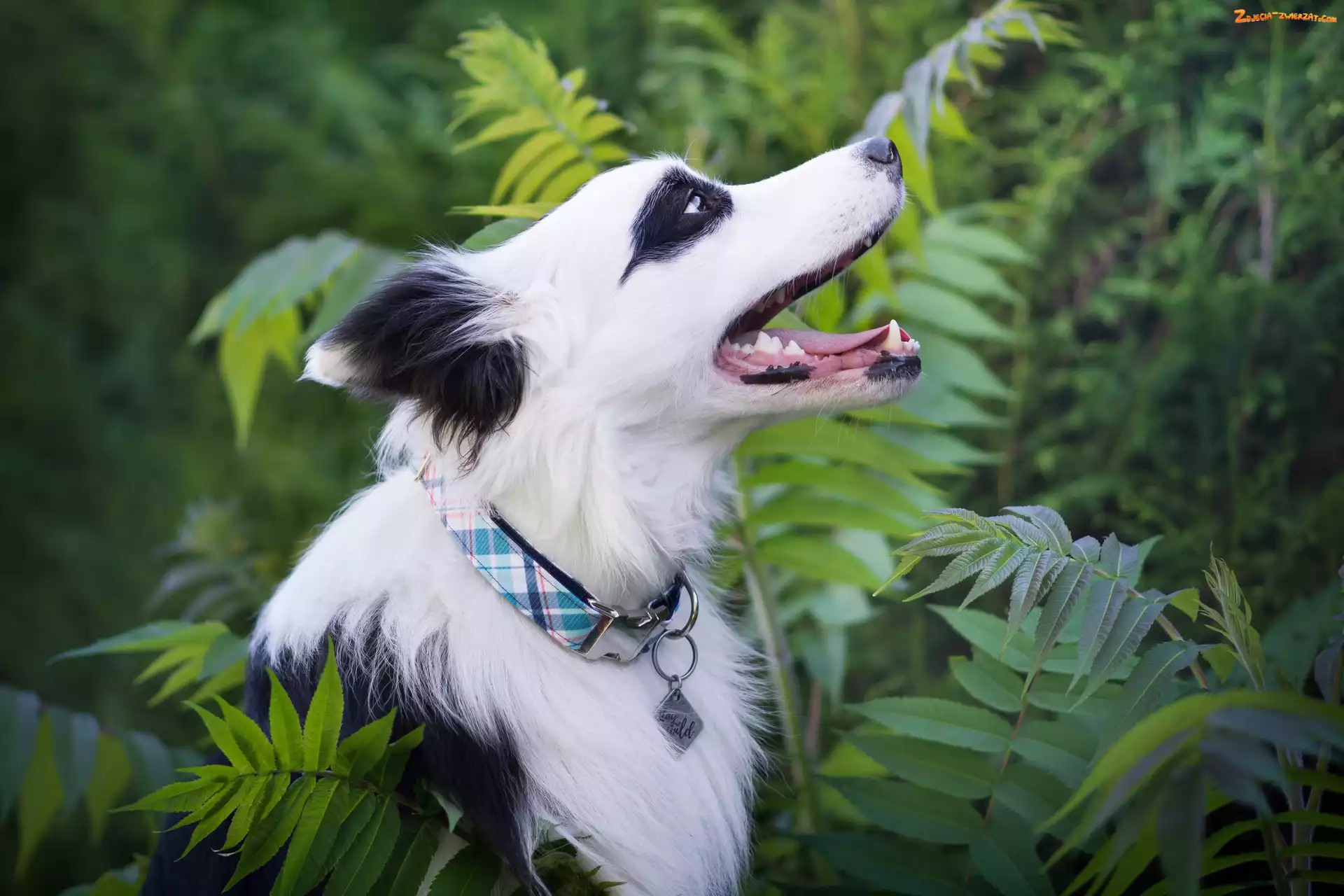 Zarośla, Pies, Border collie