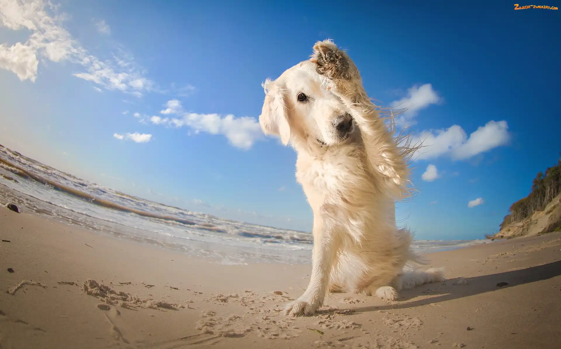 Zawstydzony, Retriever, Plaża, Golden