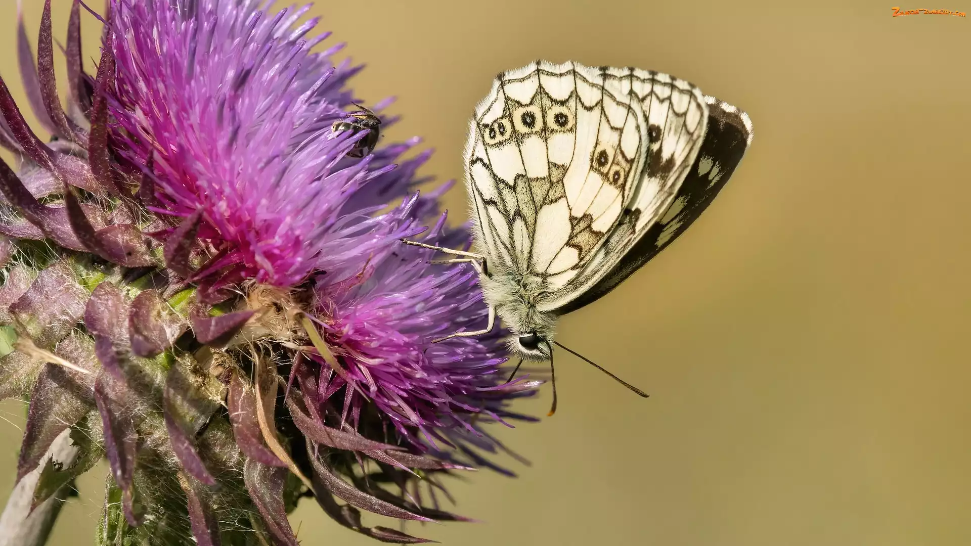 Zbliżenie, Oset, Polowiec szachownica, Motyl, Roślina