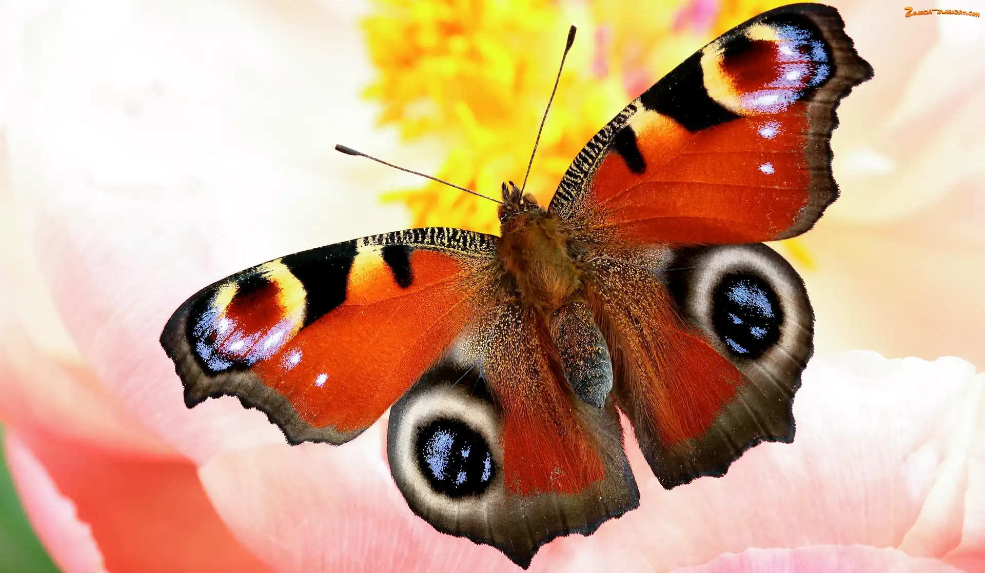 Zbliżenie, Motyl, Rusałka pawik