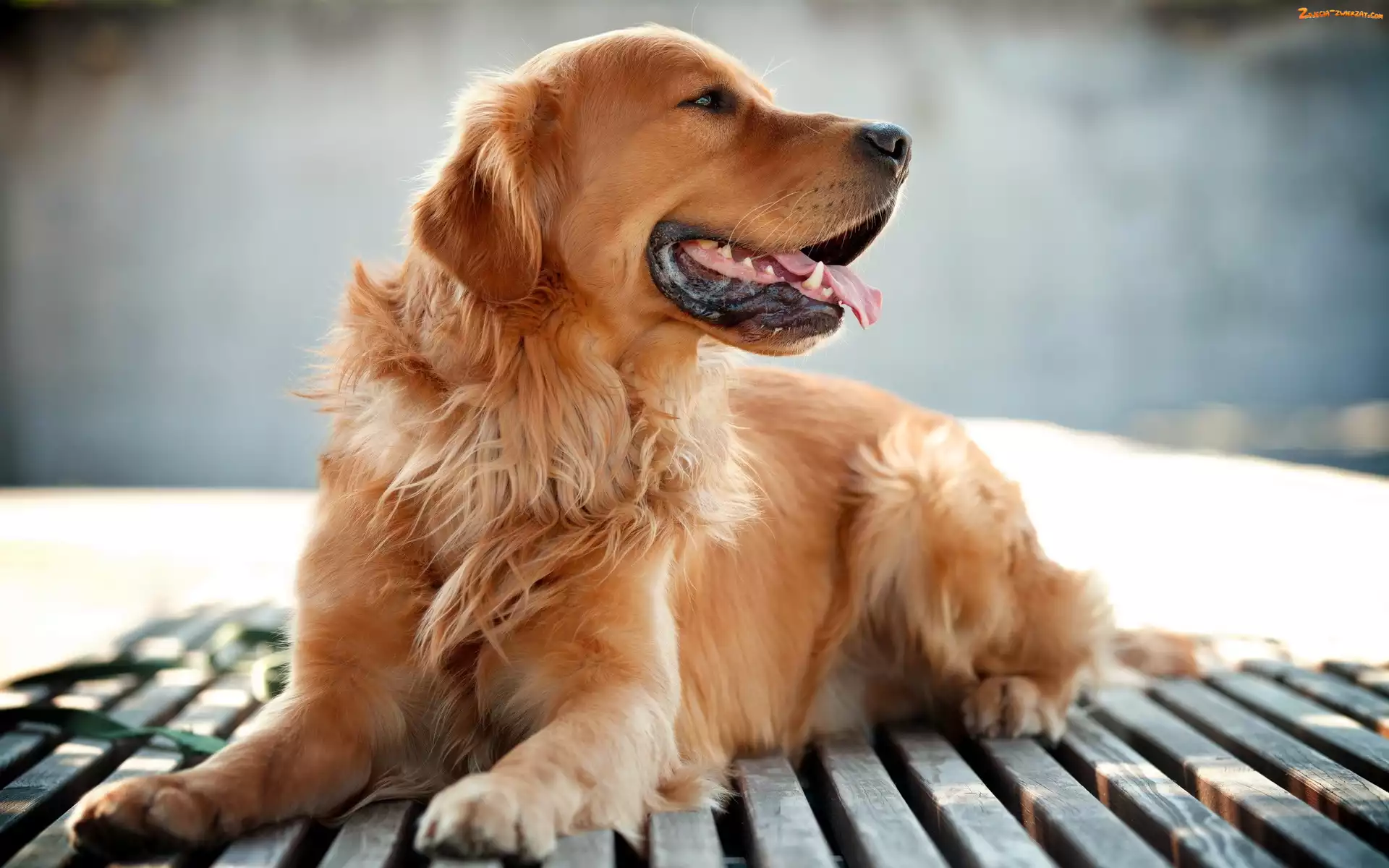 Retriever, Zdyszany, Golden