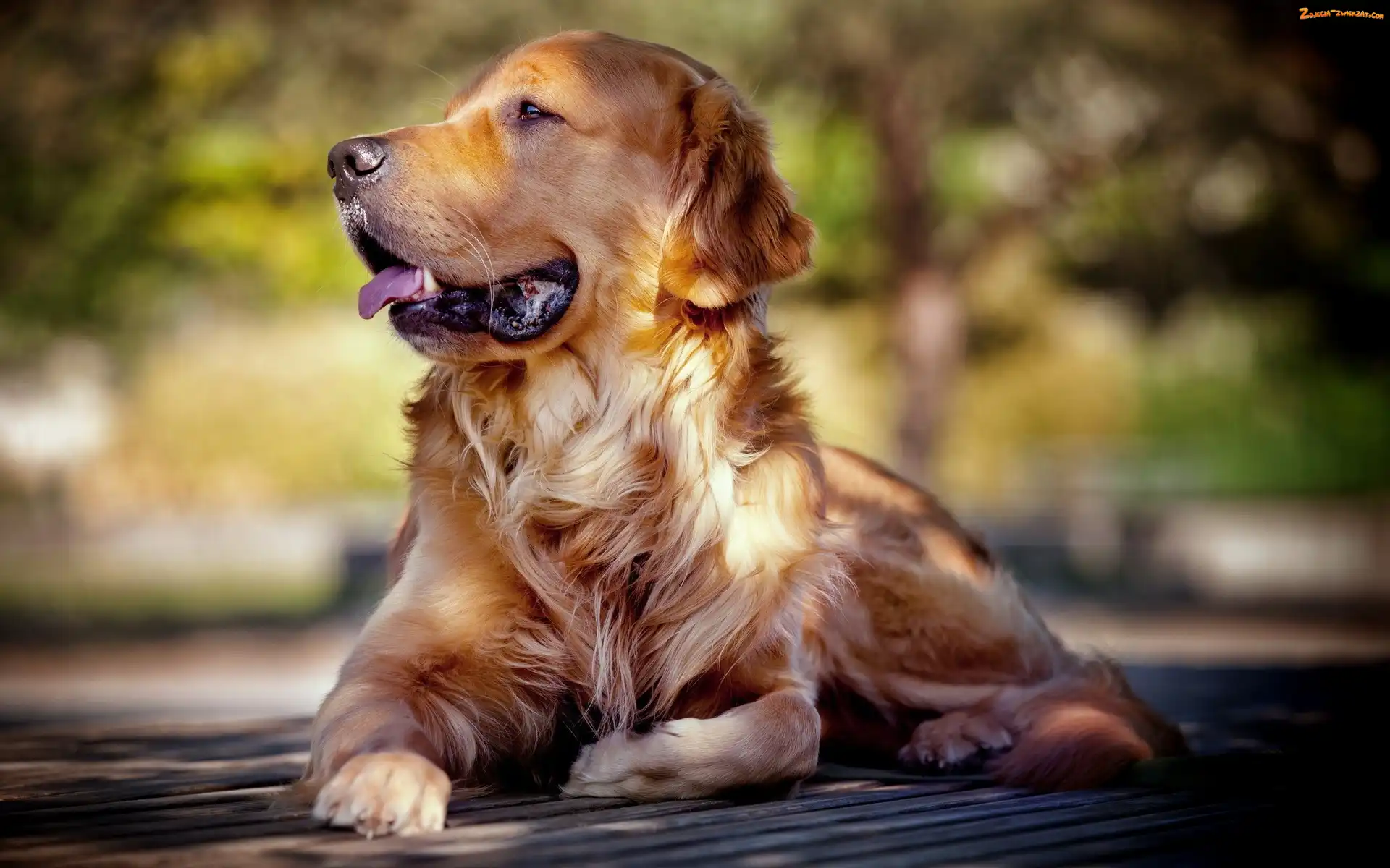 Retriever, Zdyszany, Golden