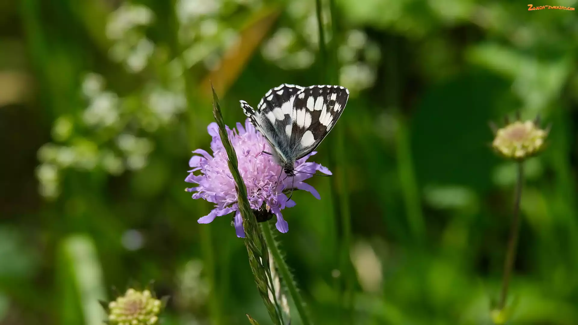 Trawa, Motyl, Polowiec szachownica, Driakiew, Łąka, Kwiat, Źdźbło