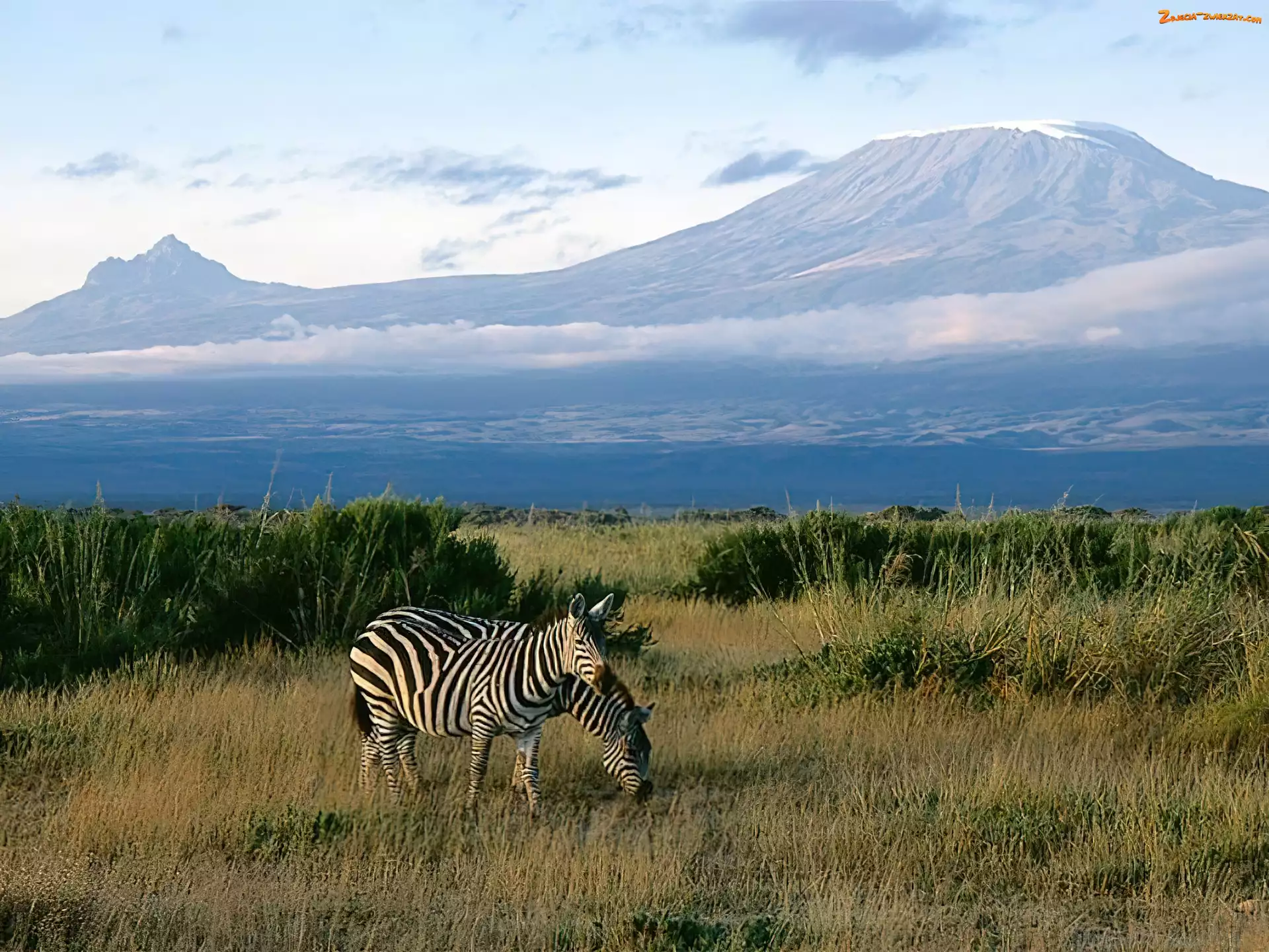 kilimandżaro, Zebra, góra
