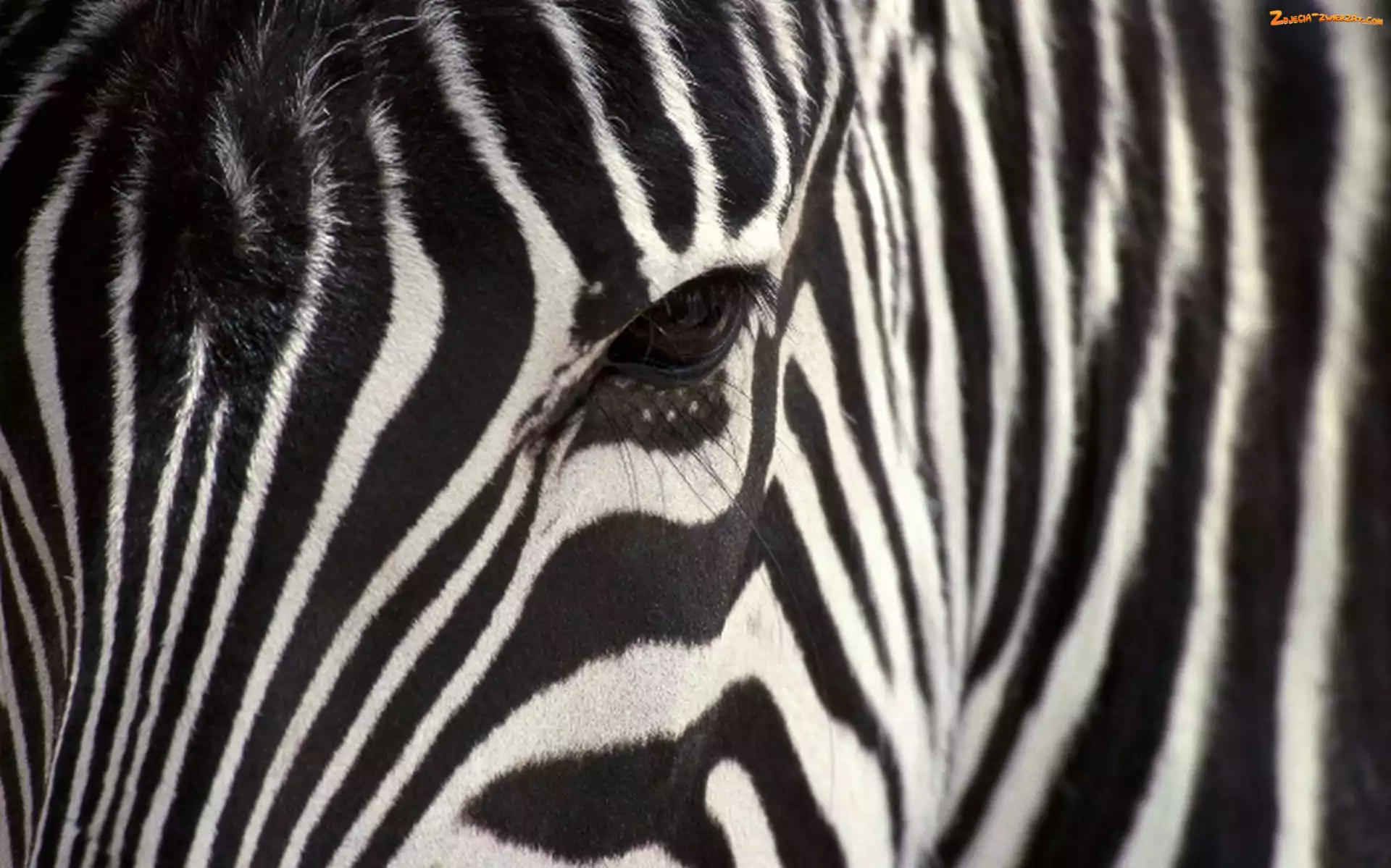 Paski, Zebra, Oko