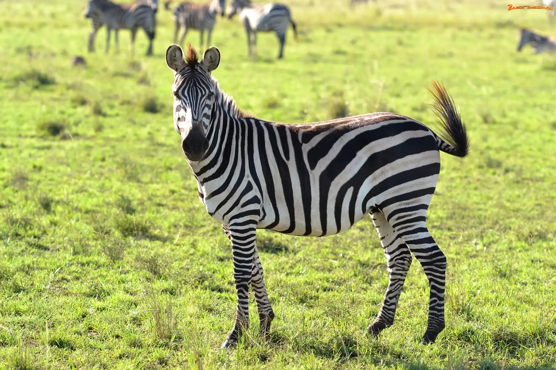 Trawa, Zebra, Zielona