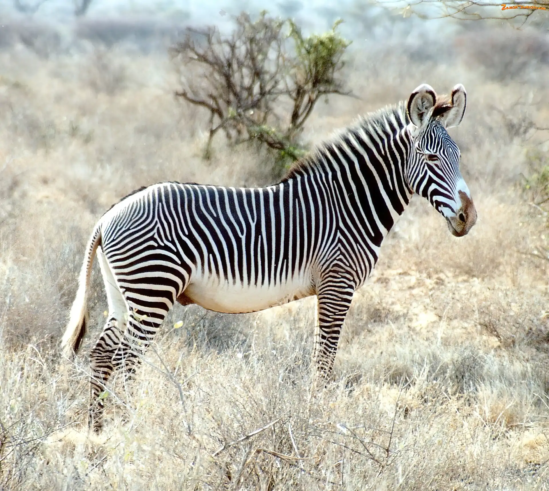 trawy, Zebra, drzewo