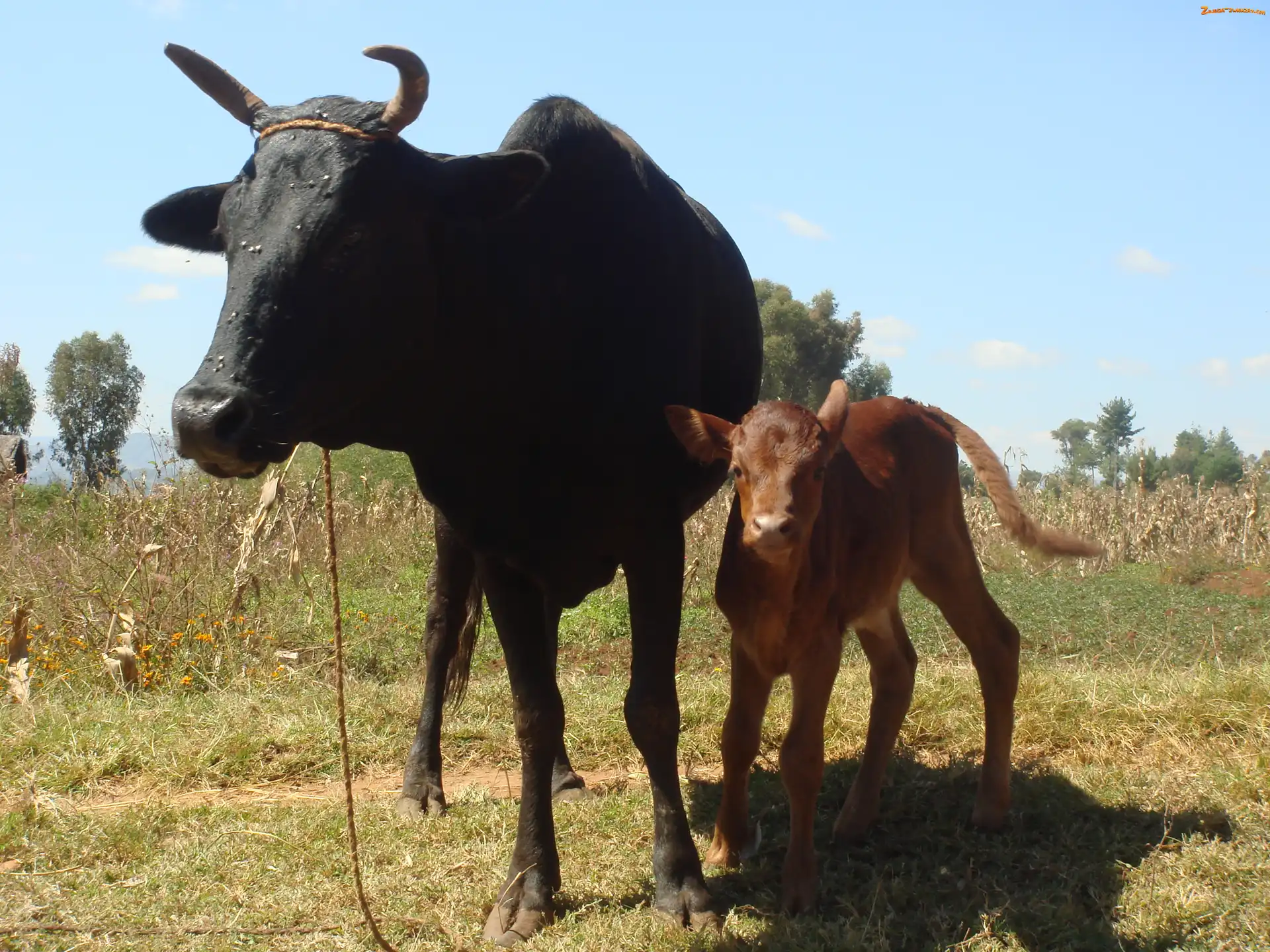 Cielątko, Zebu, Mama