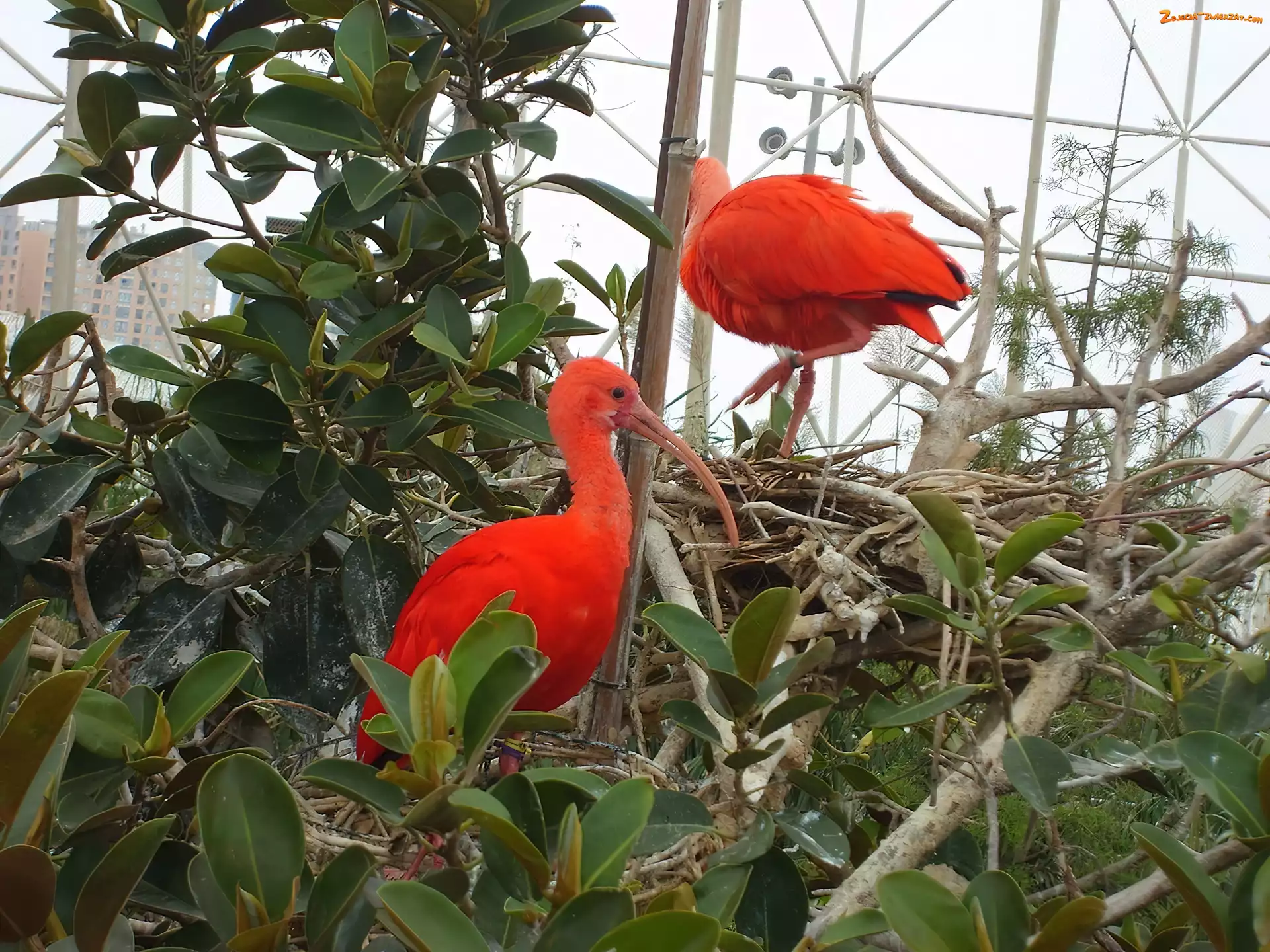 Zieleń, Ibis Szkarłatny, Klatka