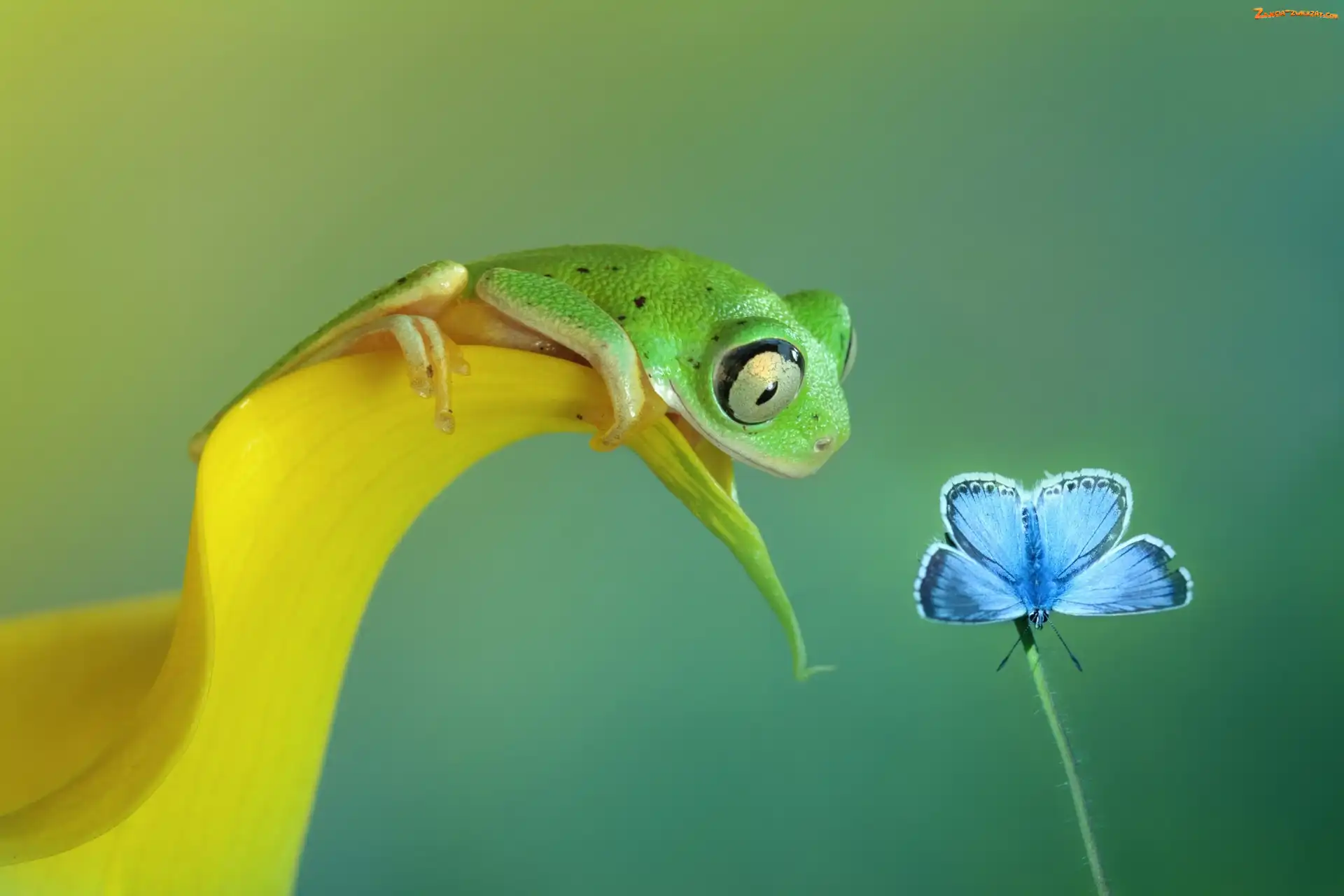 Motyl, Zielona, Żaba