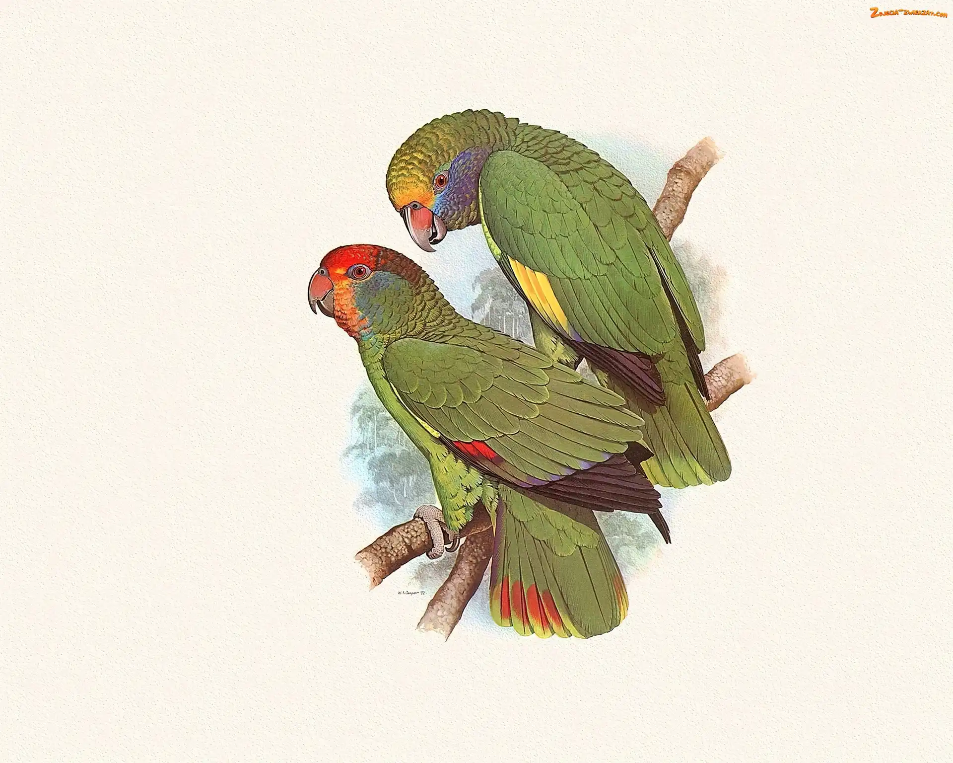 Zielone, Edward Lear, Dwie, Papugi