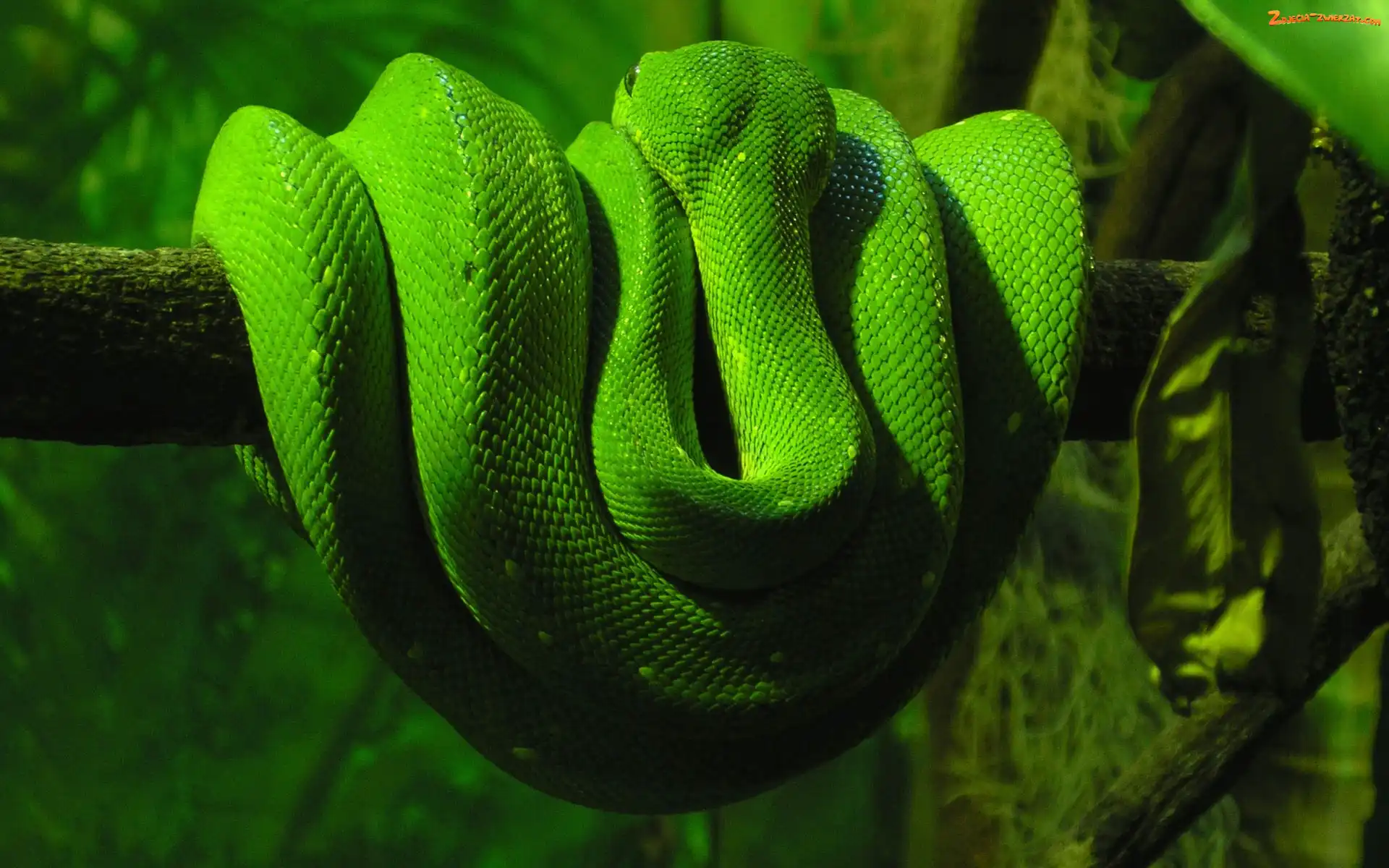 Gałąź, Zielony, Wąż