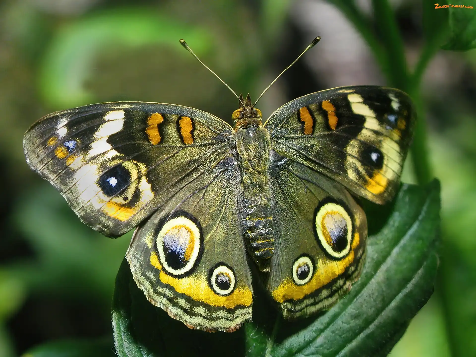 Liść, Zielony, Motyl