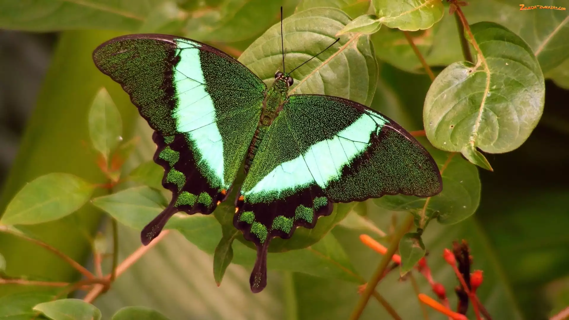 Zielony, Motyl