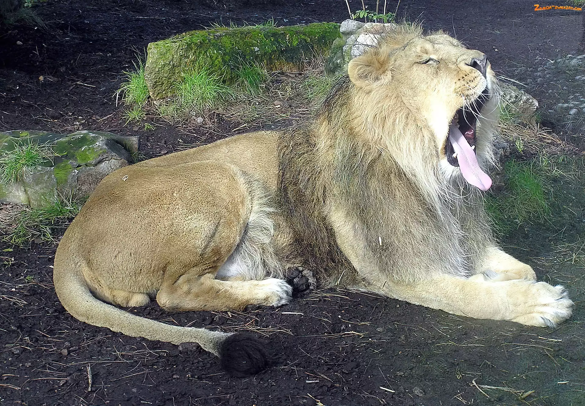 Zoo, Ziewający, Lew
