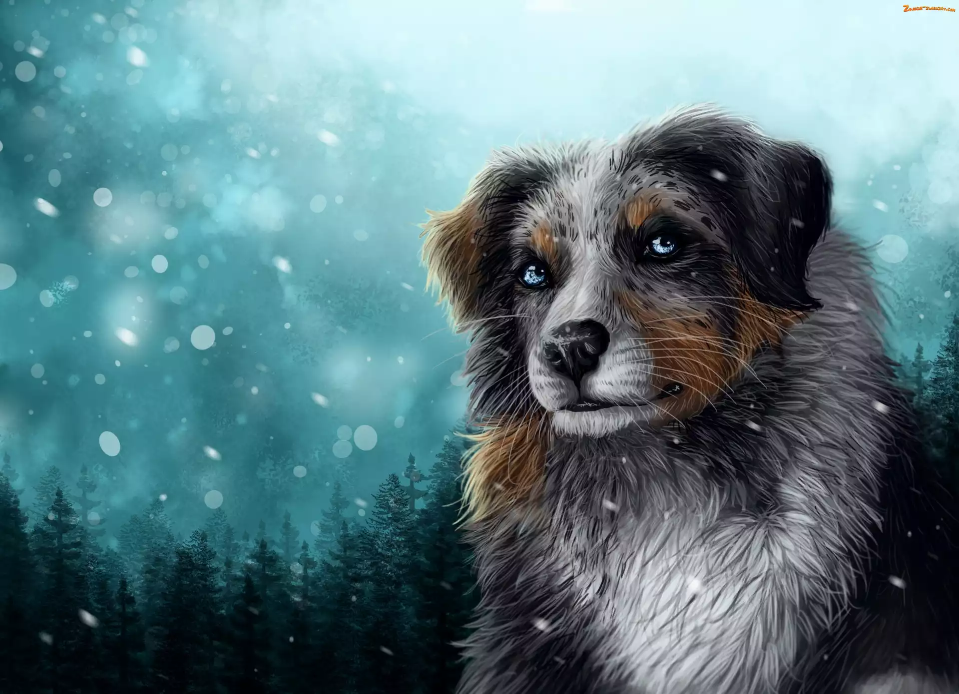 Zima, Owczarek australijski, Grafika 2D, Pies