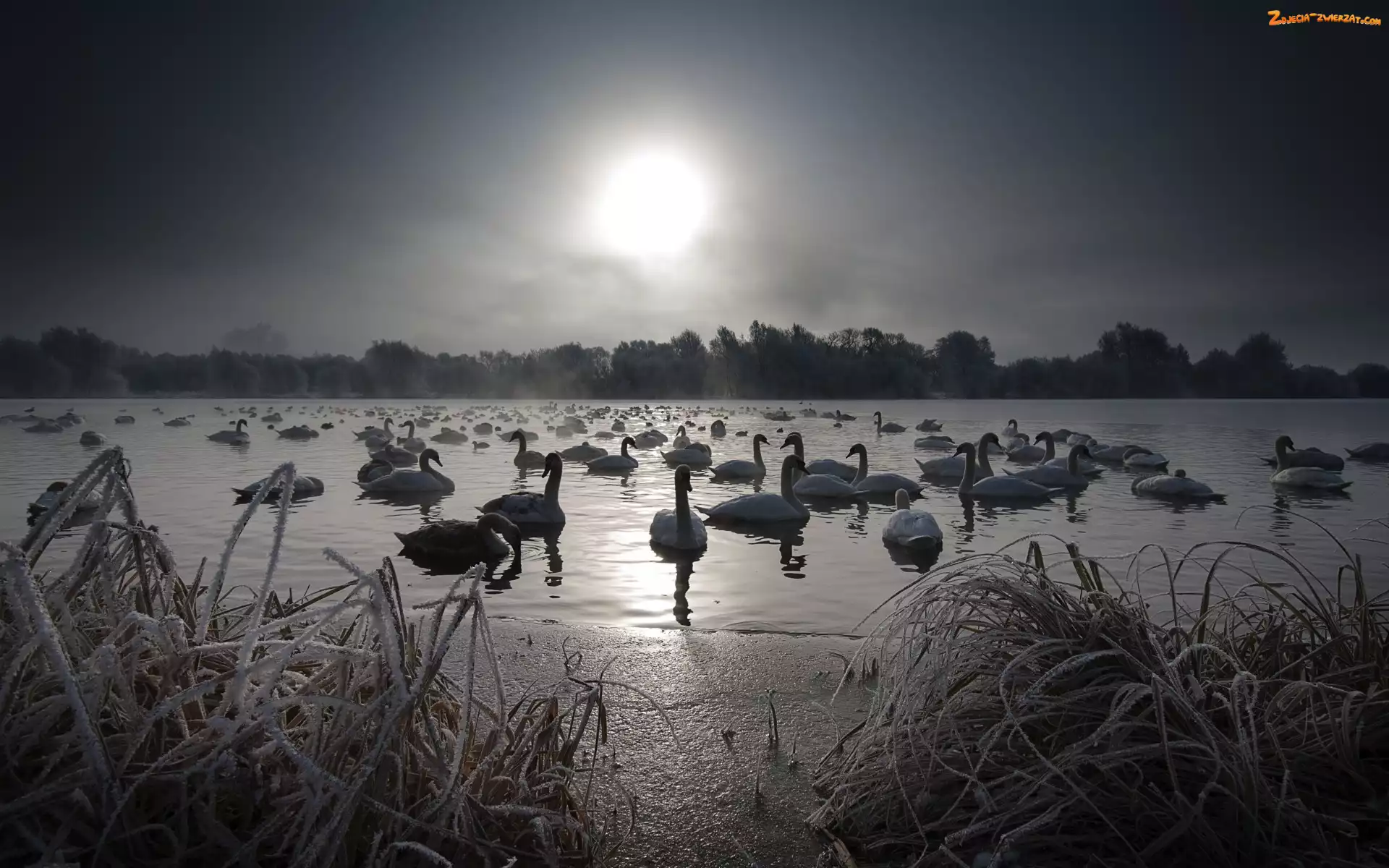 Łabędzie, Zima, Jezioro