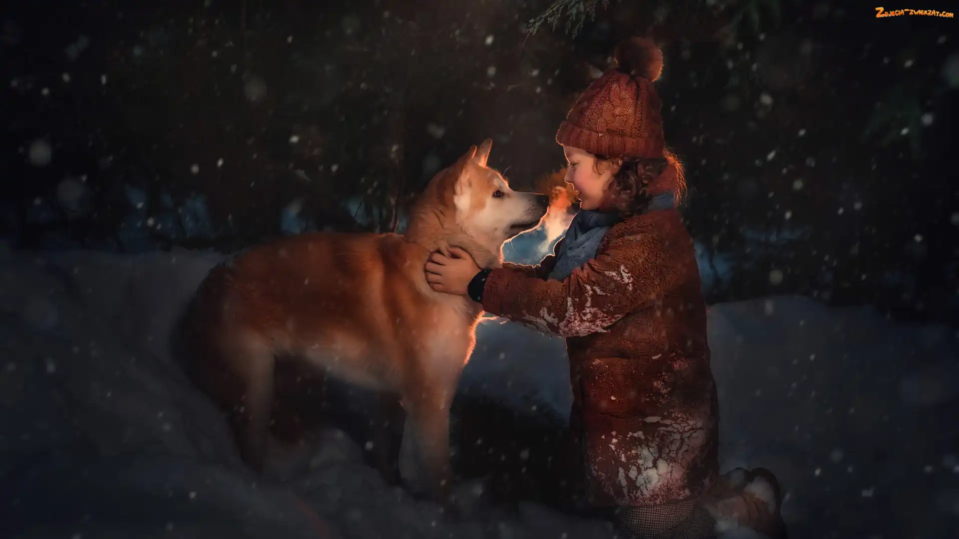 Zima, Śnieg, Pies, Dziewczynka, Akita inu