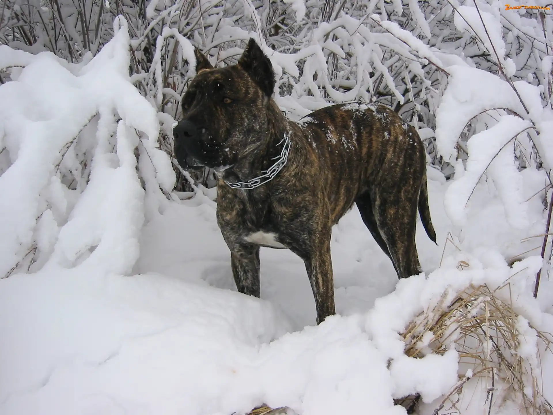 Zima, Perro de Presa Canario, Śnieg