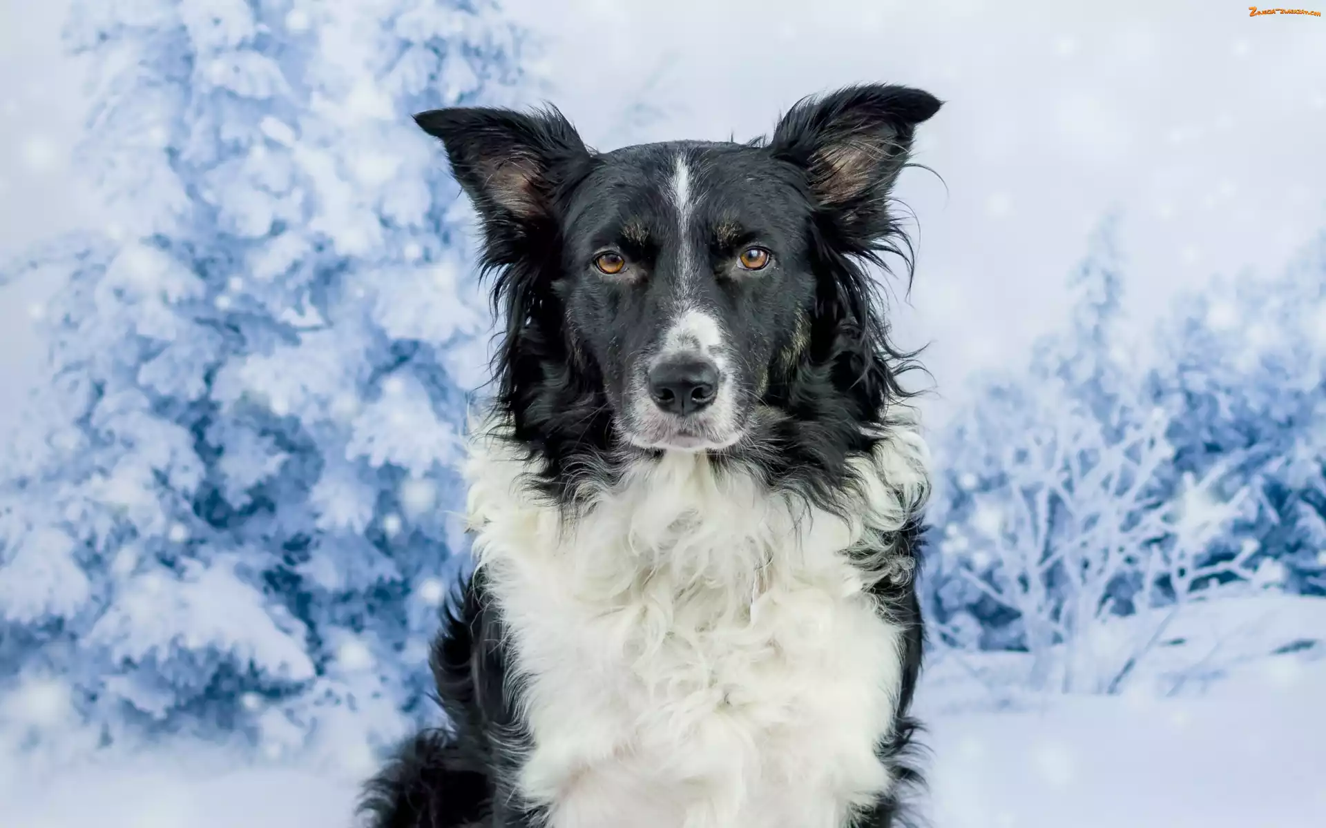 Zima, Border collie, Drzewa