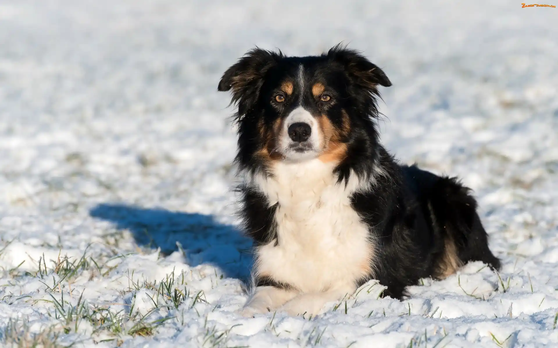 Zima, Border collie, Śnieg