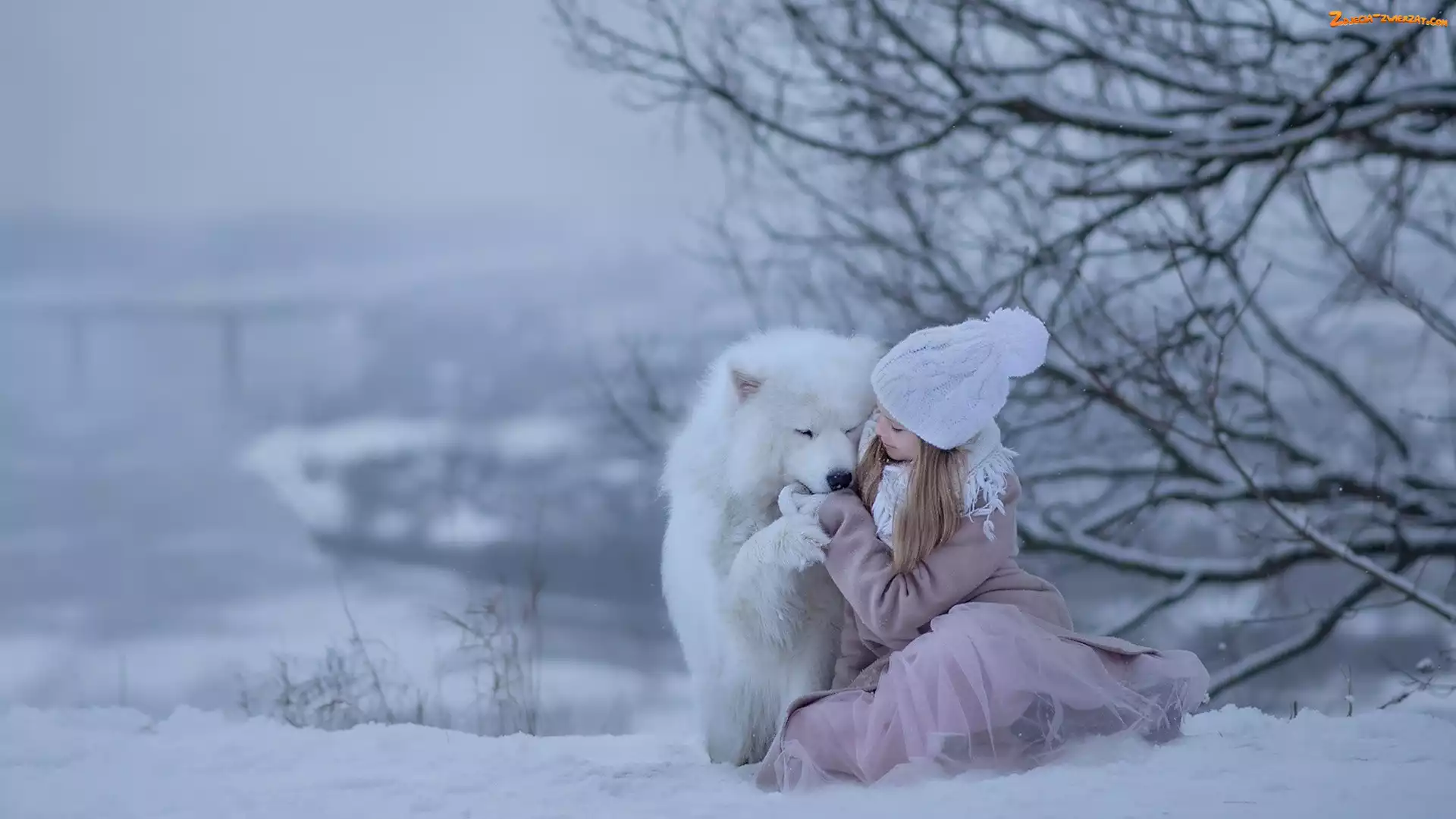 Zima, Dziewczynka, Samojed, Pies, Czapka, Śnieg
