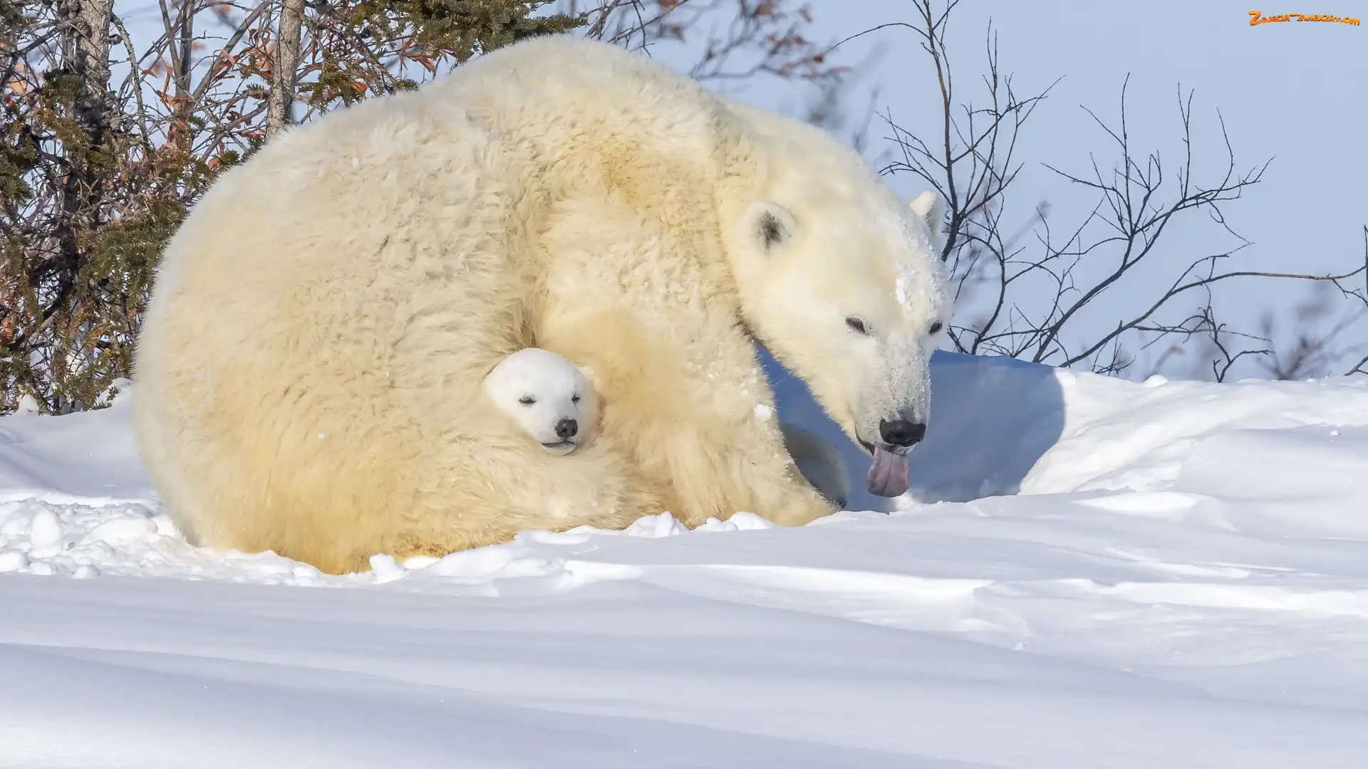 Zima, Śnieg, Niedźwiedzie polarne, Dwa, Niedźwiadek