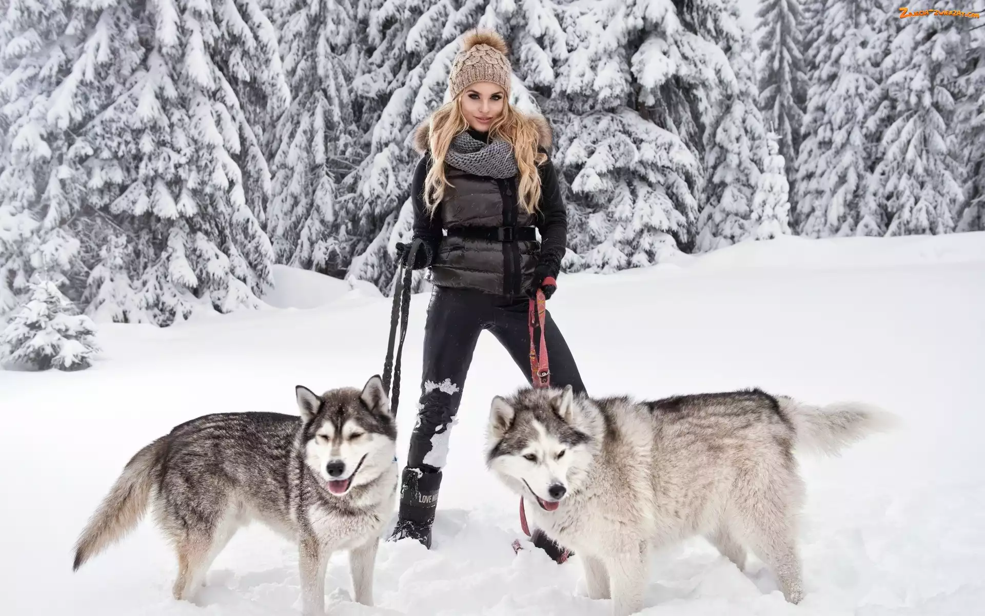 Dziewczyna, Zima, Siberian Husky, Psy, Las, Spacer