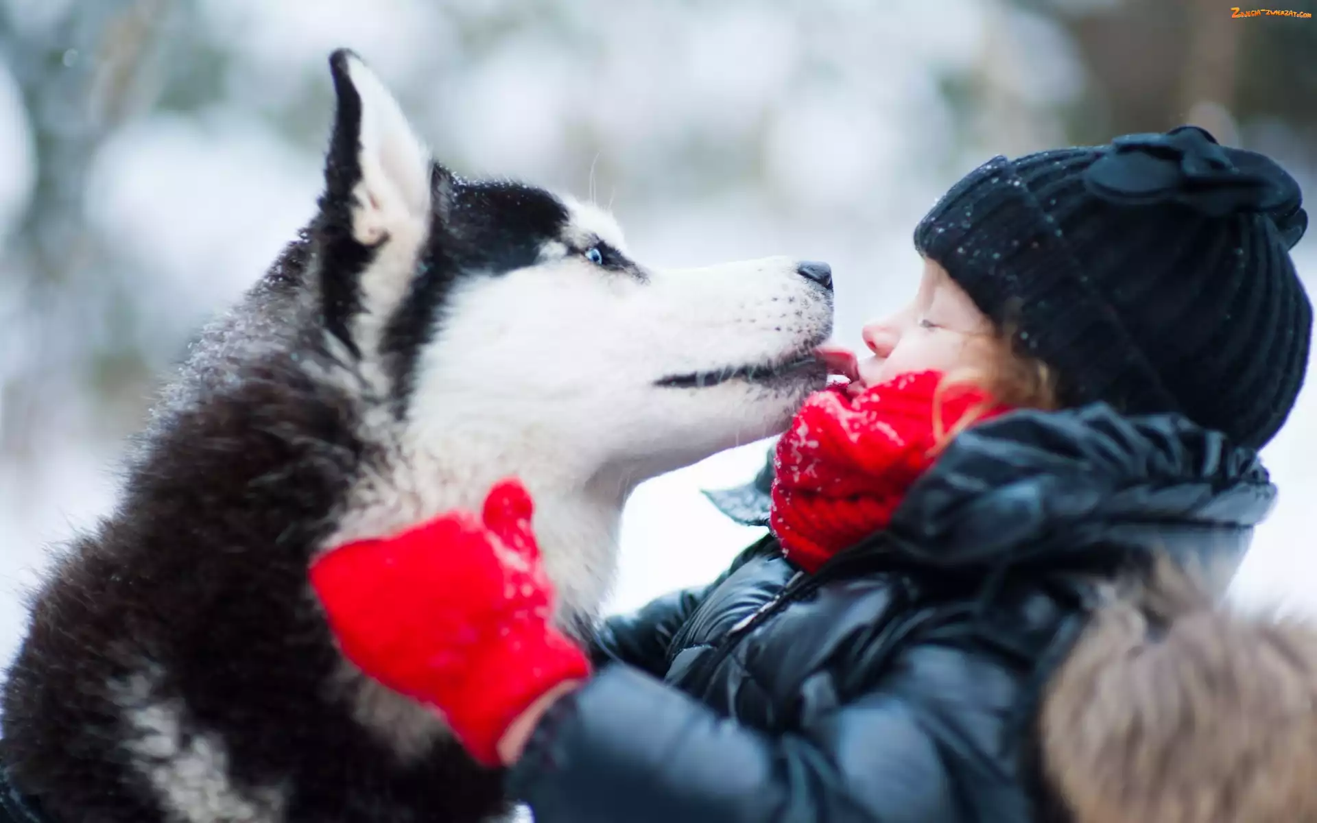 Zima, Park, Husky, Dziewczynka, Przyjazń