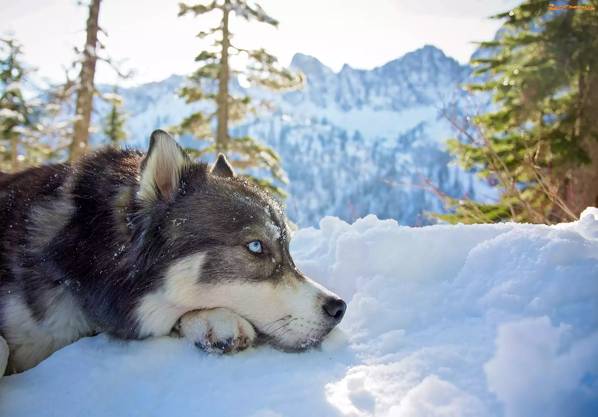 Zima, Śnieg, Siberian Husky, Góry