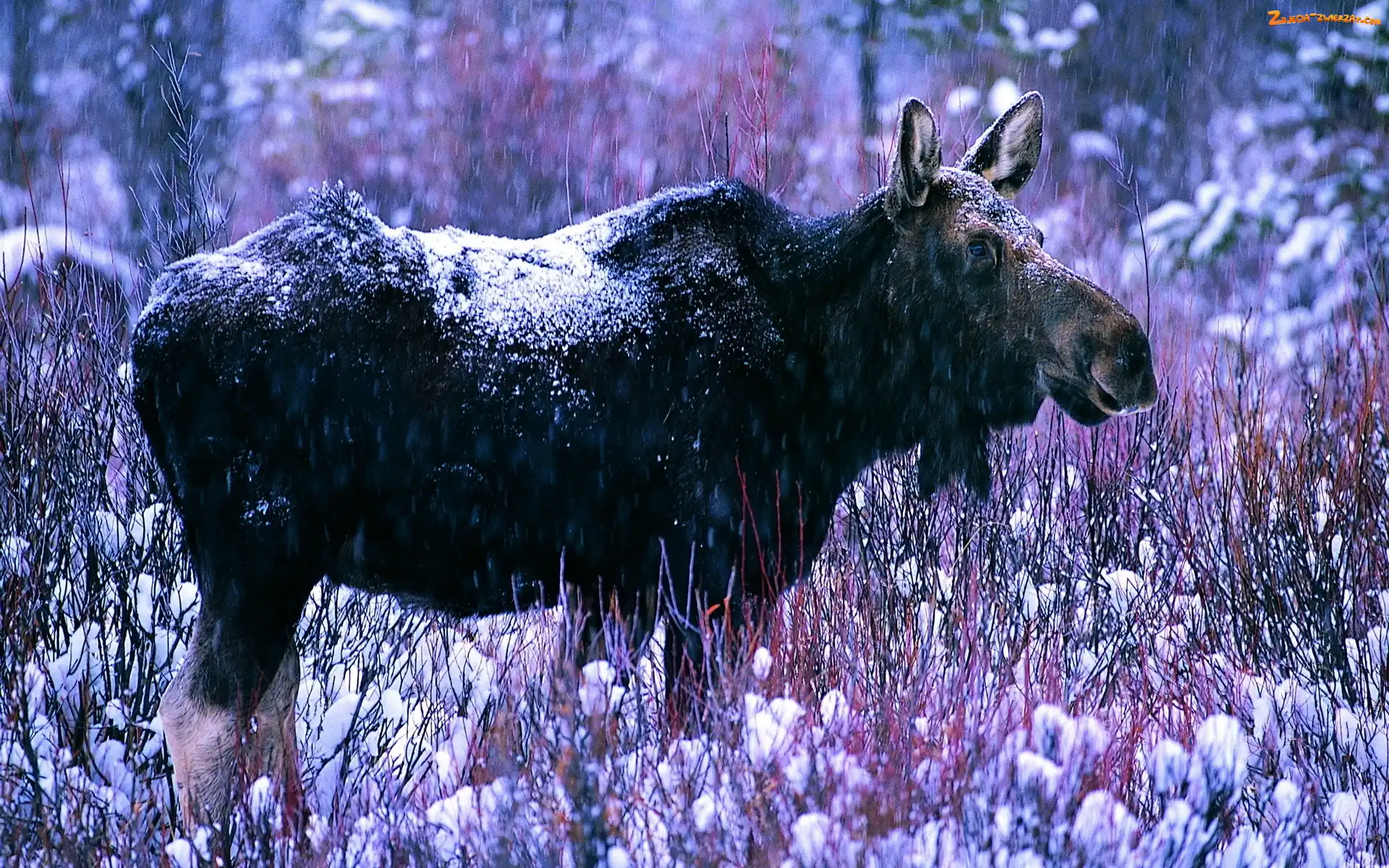 Łoś, Zima, Śnieg