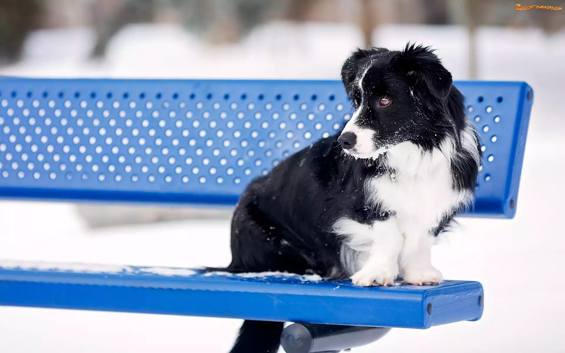 Border collie, Ławka, Pies