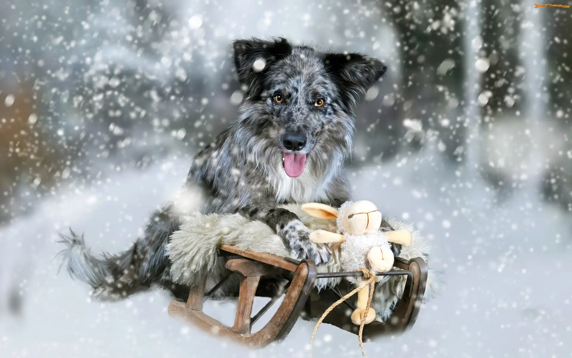 Sanki, Umaszczenie blue merle, Pies, Śnieg, Zabawka, Border collie, Zima