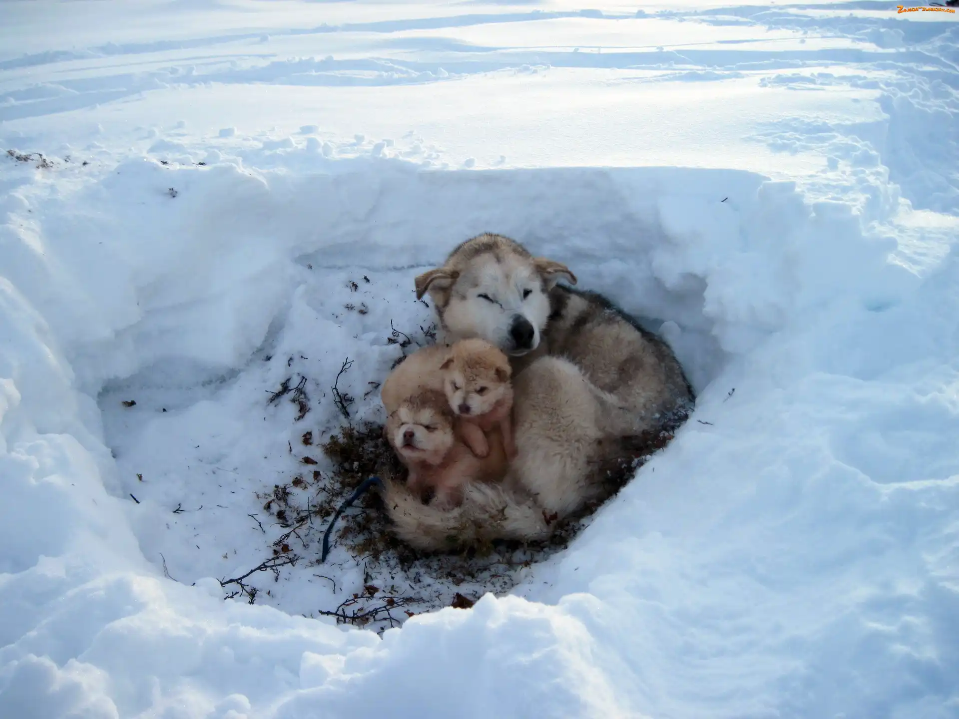 Alaskan, Legowisko, Zima