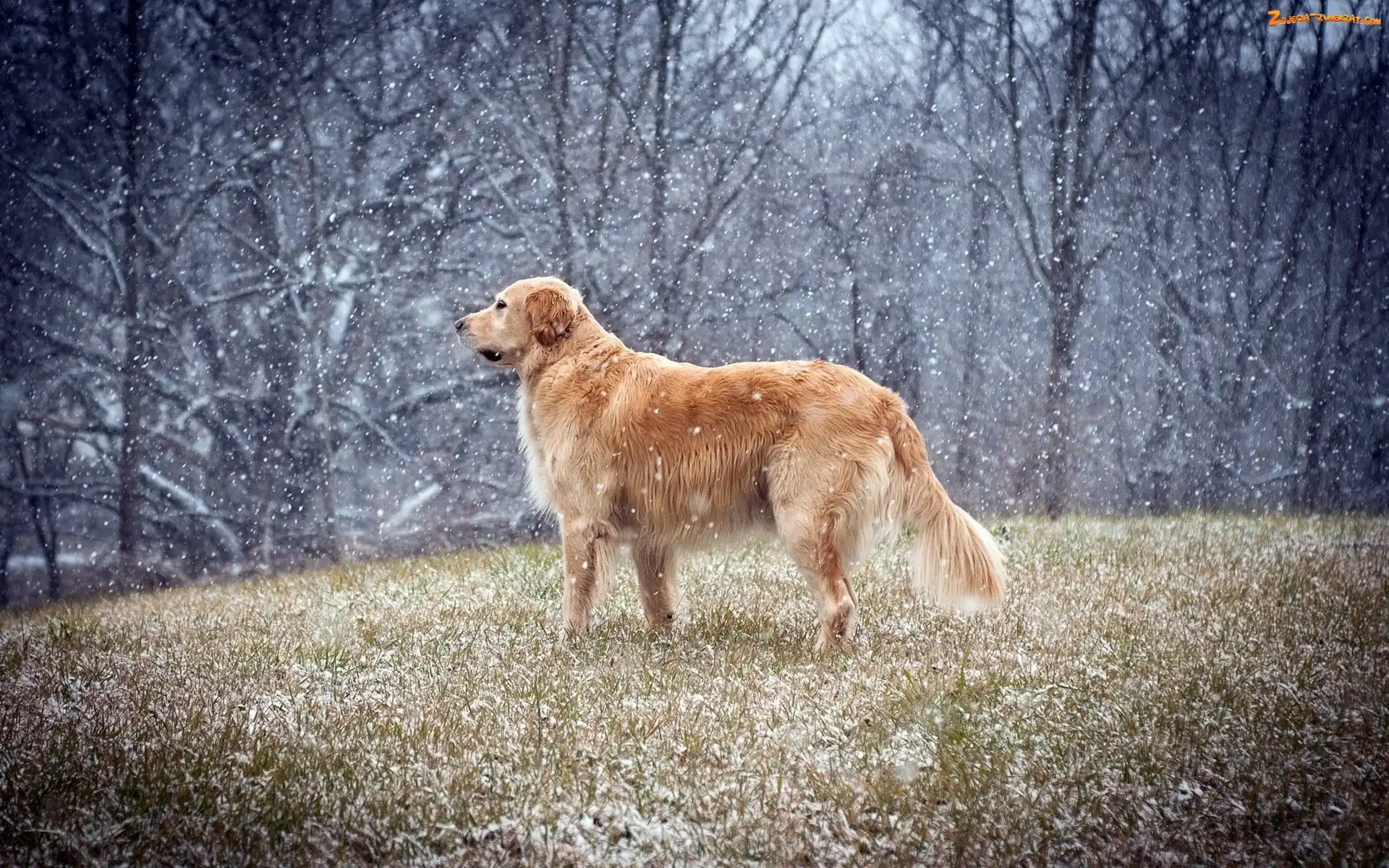 Golden retriever, Początek, Zimy