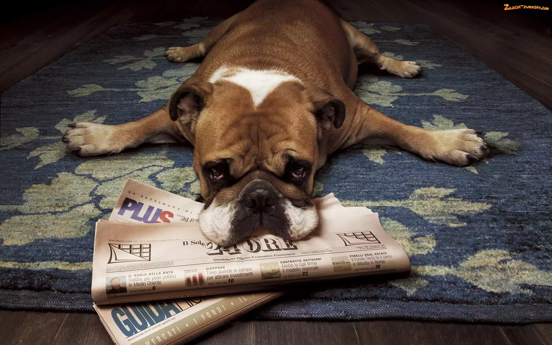 Pies, Gazeta, Znudzony, Buldog