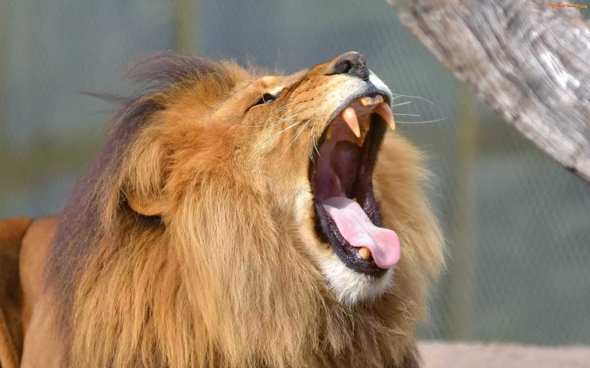 Zoo, Zwierze, Dziki, Lew, Kot