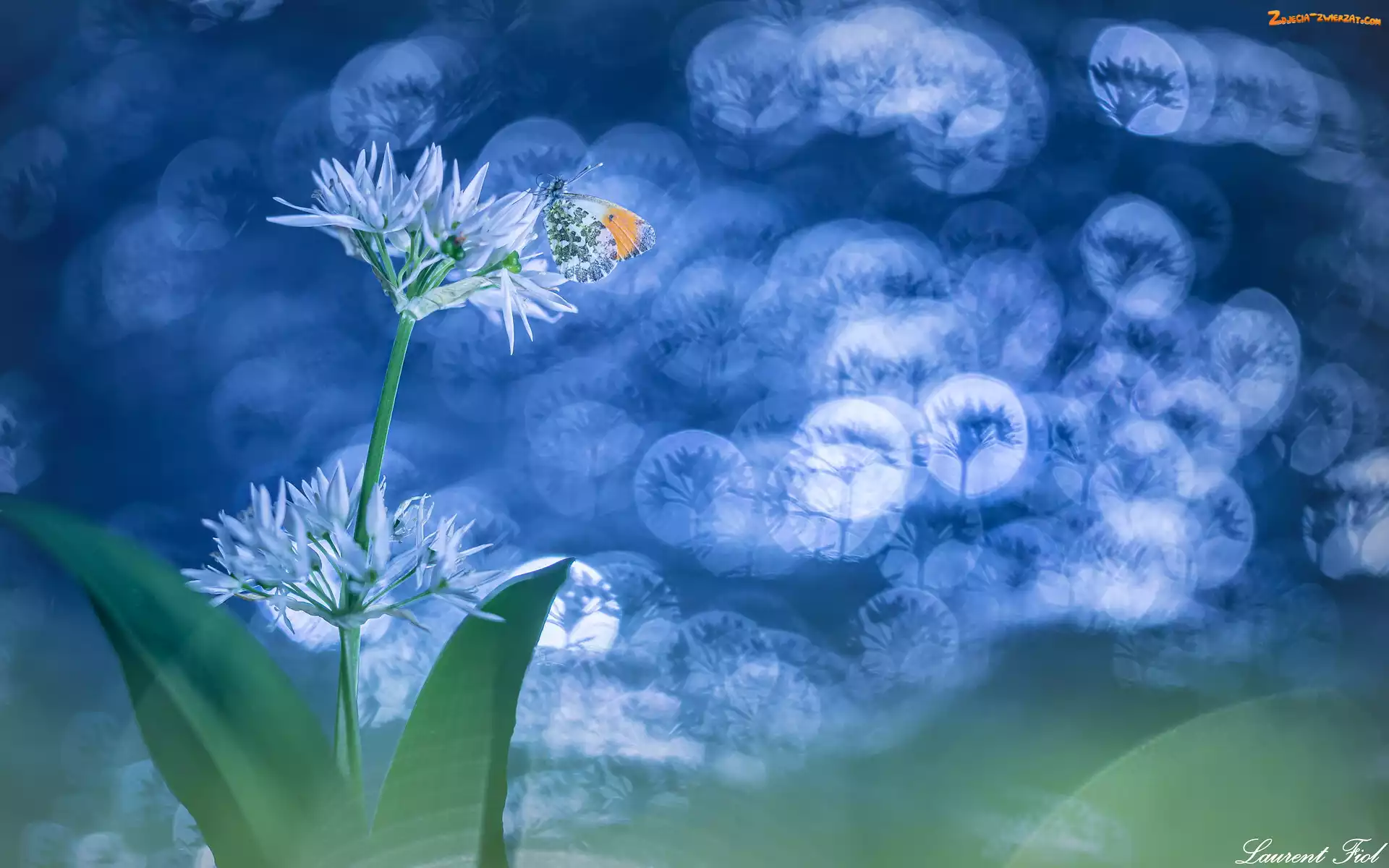 Bokeh, Zorzynek rzeżuchowiec, Czosnek niedźwiedzi, Kwiaty, Motyl