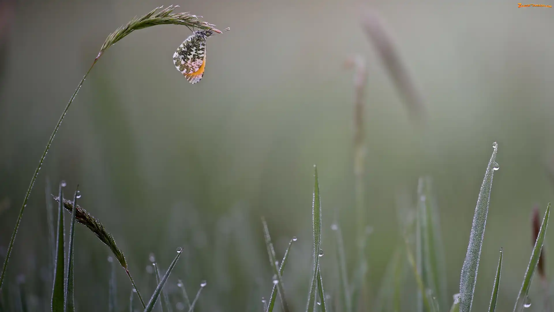Zorzynek rzeżuchowiec, Krople, Motyl, Trawa