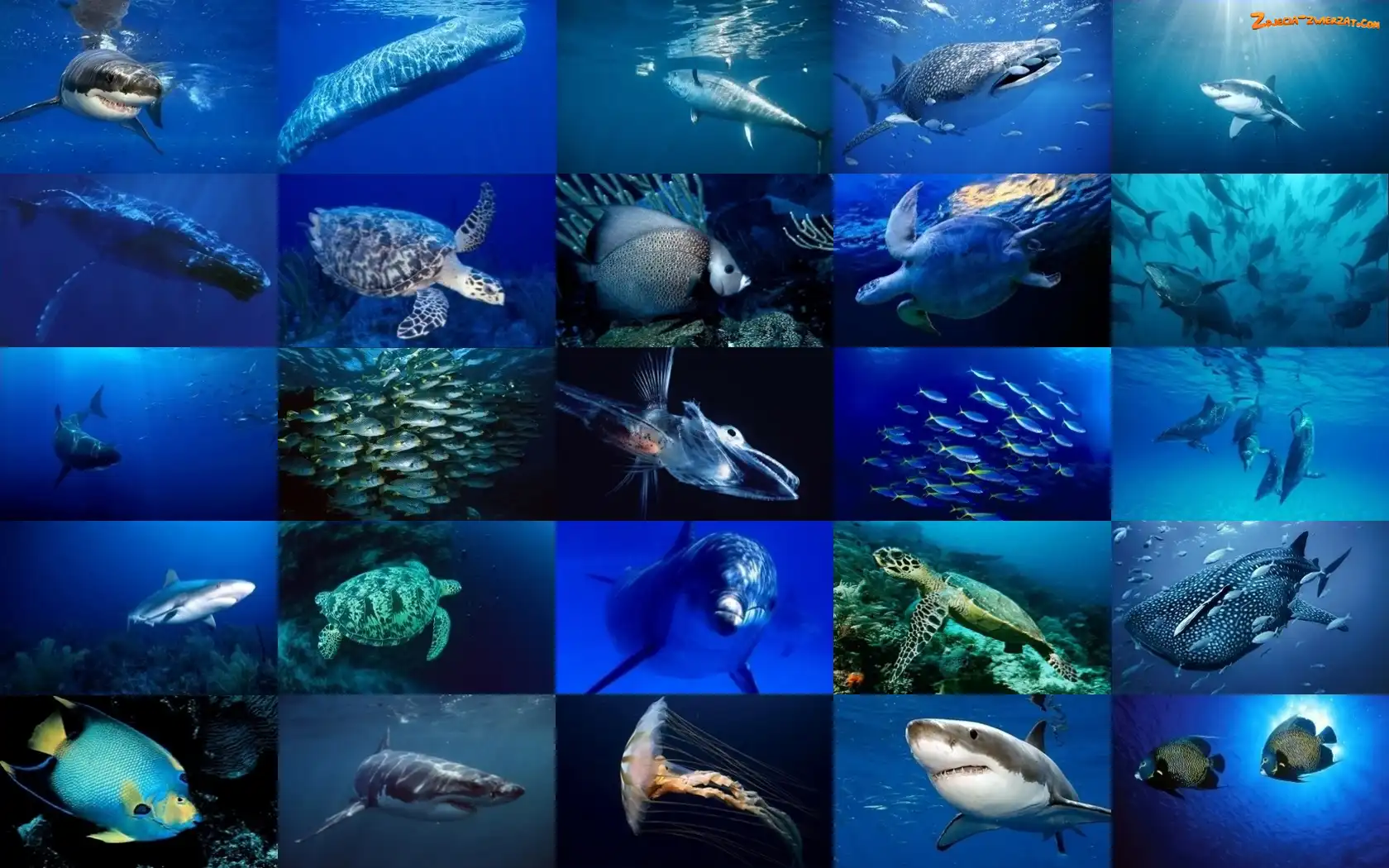 Różne, Podwodny, Oceanaria, Zwierząt, Świat, Gatunki