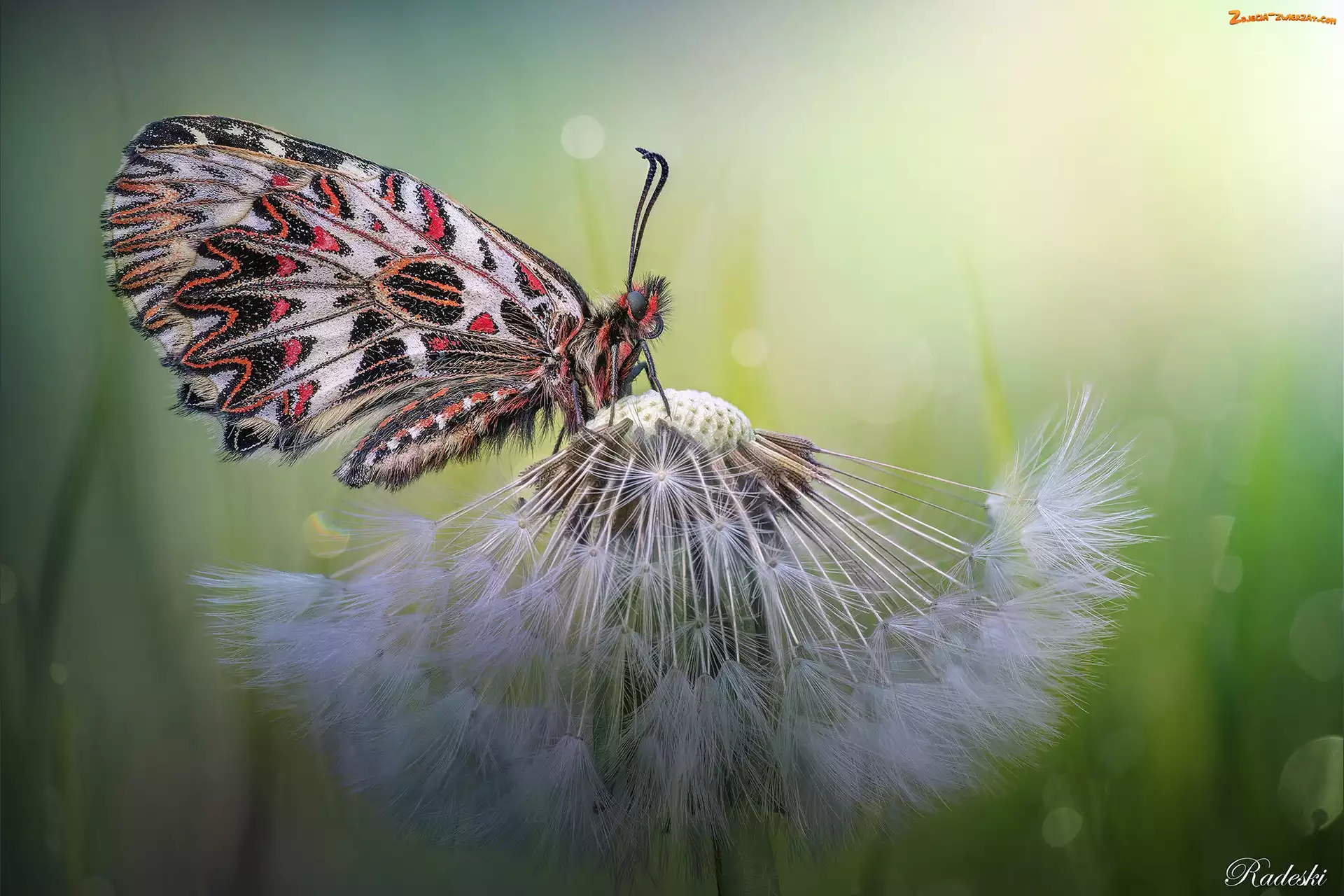 Zygzakowiec kokornakowiec, Makro, Motyl, Dmuchawiec