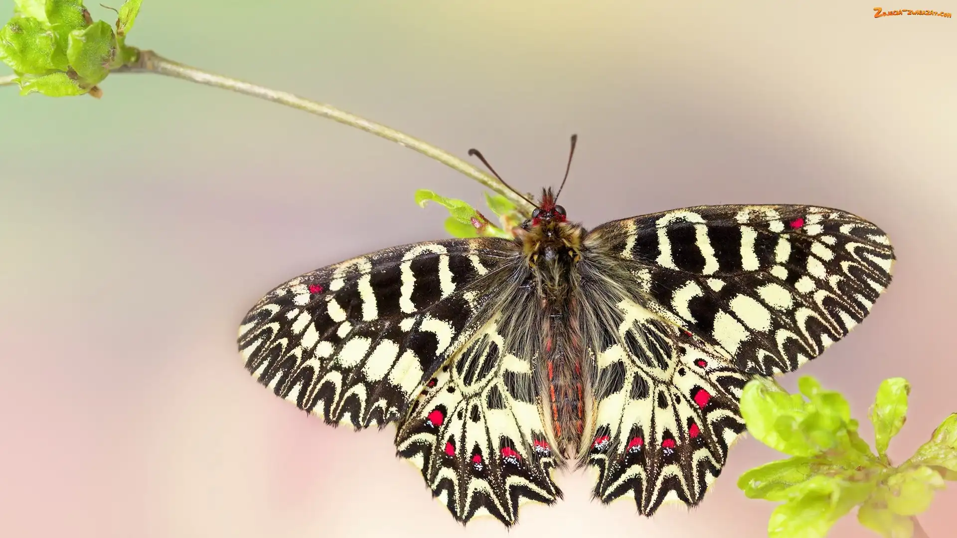 Zygzakowiec kornakowiec, Makro, Motyl, Roślina