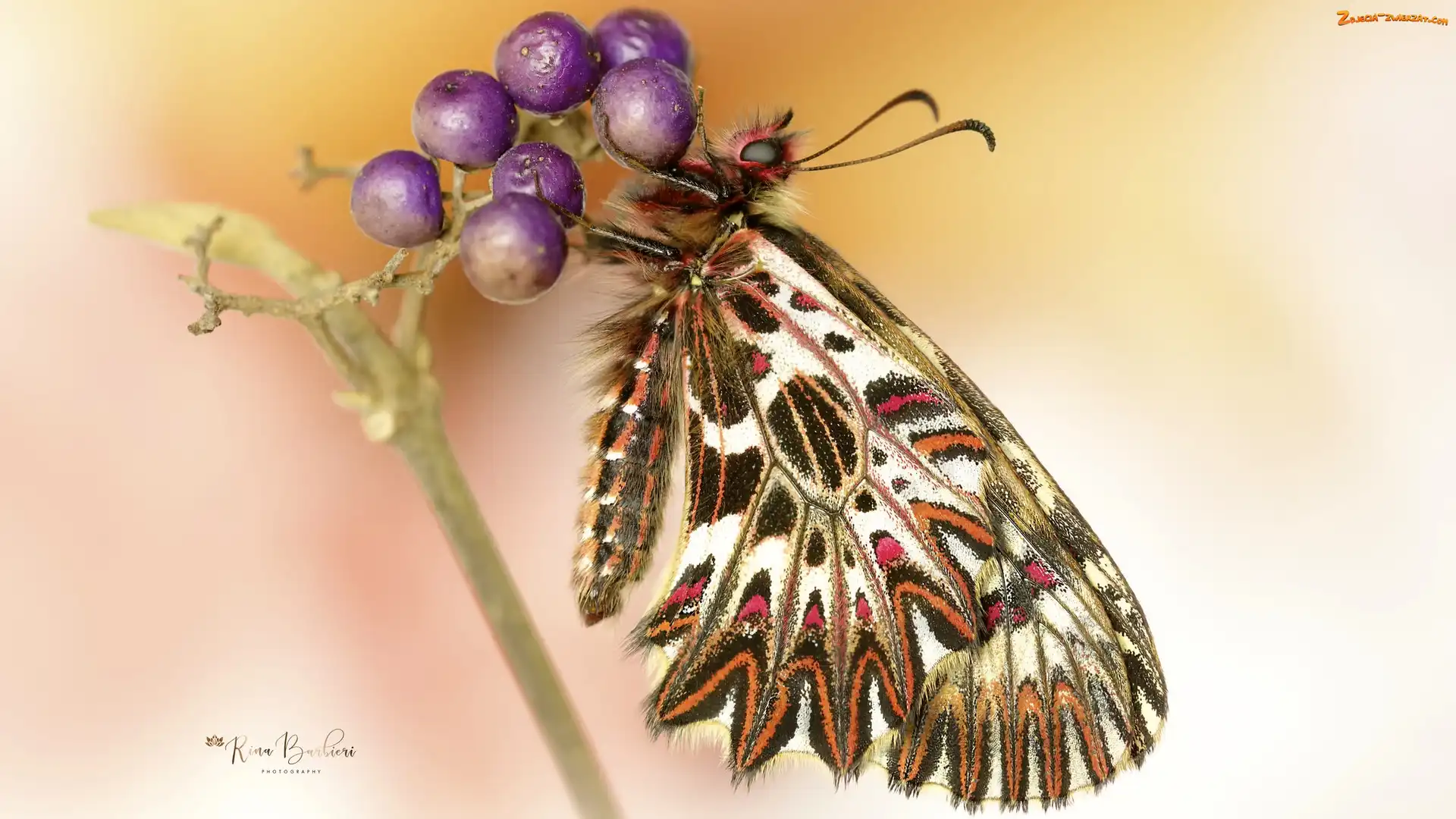 Zygzakowiec rubinowy, Makro, Motyl, Roślina